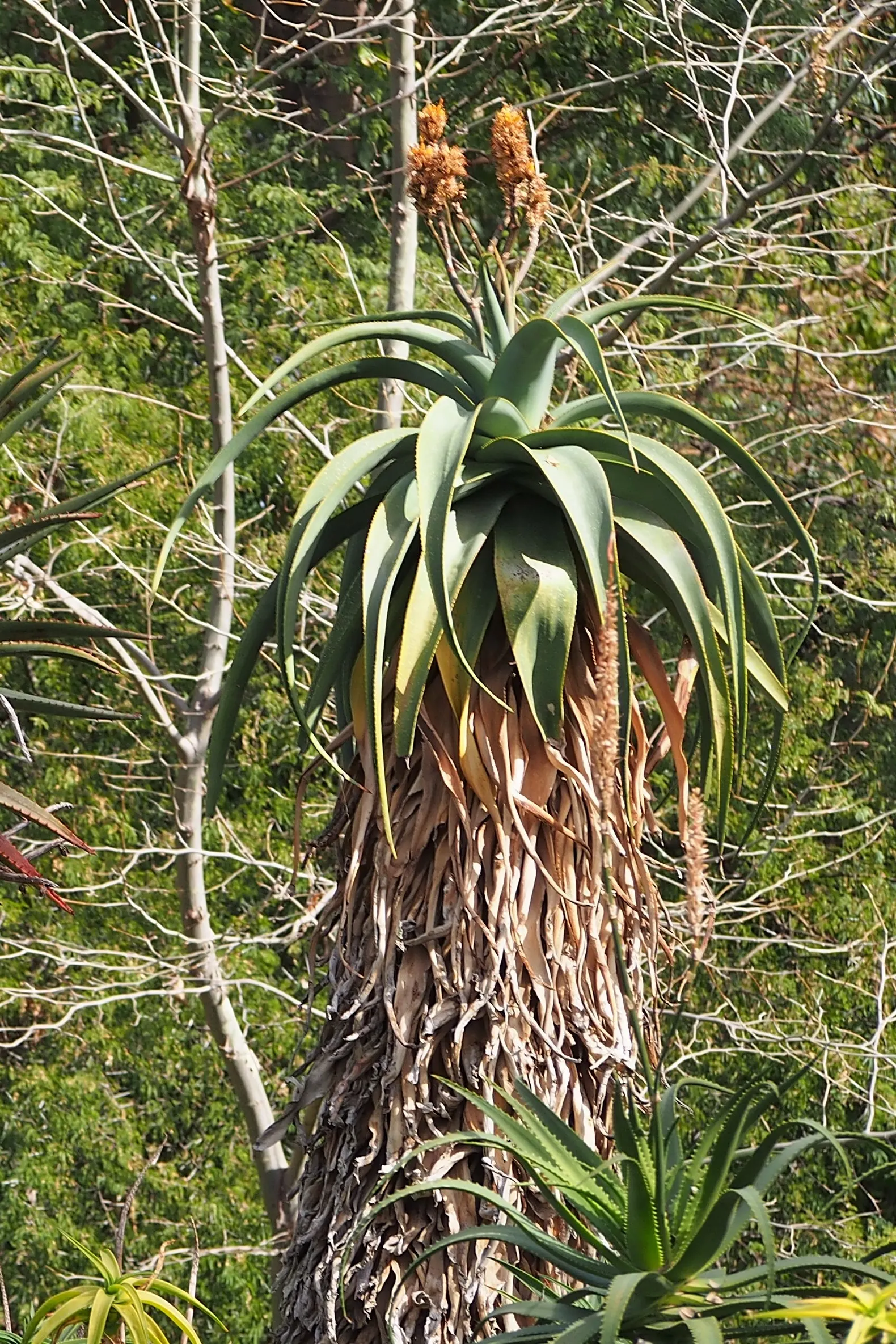 Coast Aloe (Aloe Thraskii) — Coast Aloe (Aloe thraskii) is an elegant South African native