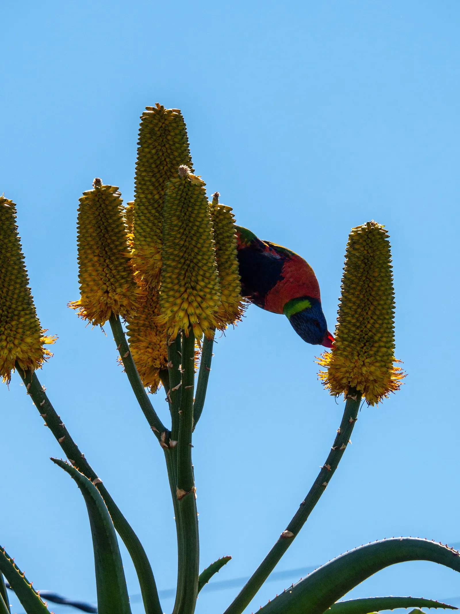 Coast Aloe (Aloe Thraskii) — Ensure ample space is provided to accommodate its mature spread and height for a balanced