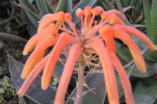 Coast Aloe (Aloe Thraskii) — making it an impeccable selection for coastal landscapes
