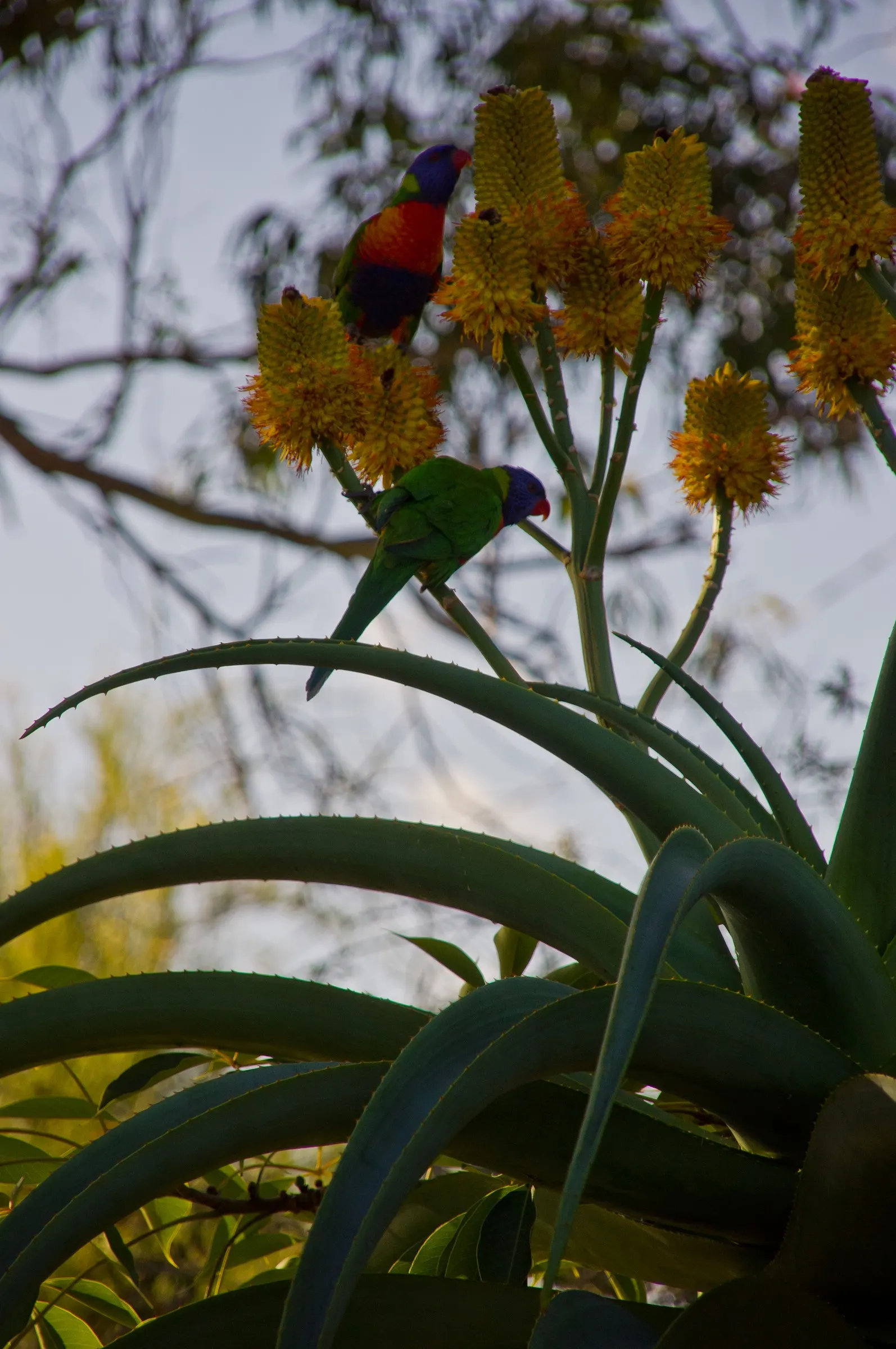 Coast Aloe (Aloe Thraskii) — including salt spray and sandy soils; upright leaves that can span up to 4 feet in length