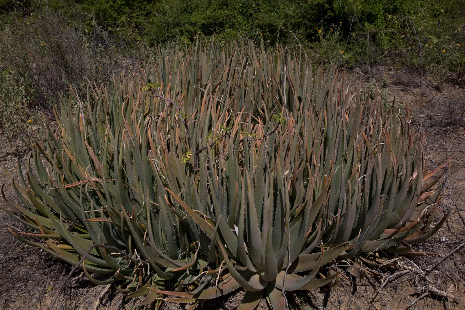 Coast Aloe (Aloe Thraskii) — Ensure ample space is provided to accommodate its mature spread and height for a balanced; adhering to the principles, image 71