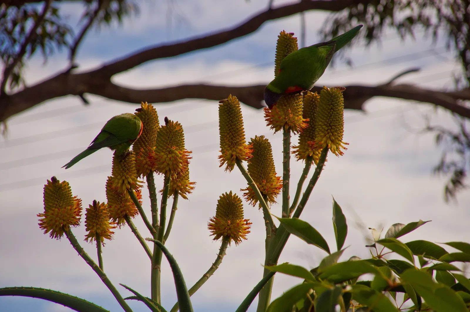 Coast Aloe (Aloe Thraskii) — multi-colored and orange and yellow flowers in the garden