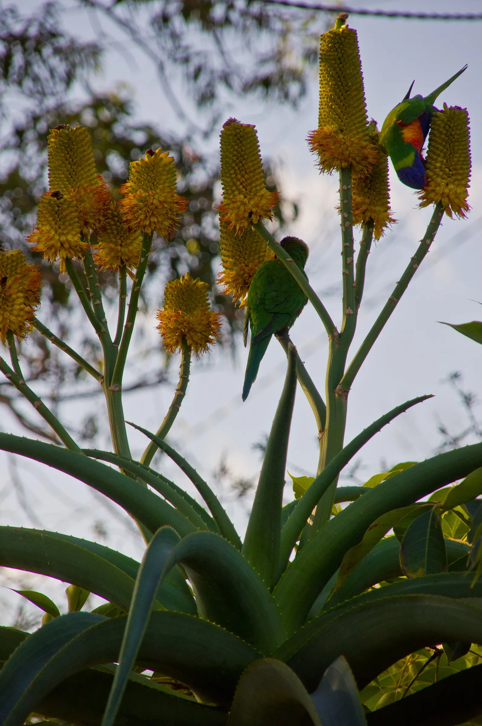 Coast Aloe (Aloe Thraskii) — is an imposing succulent native to the coastal dunes of South Africa; attracting a host of pollinators such as bees and