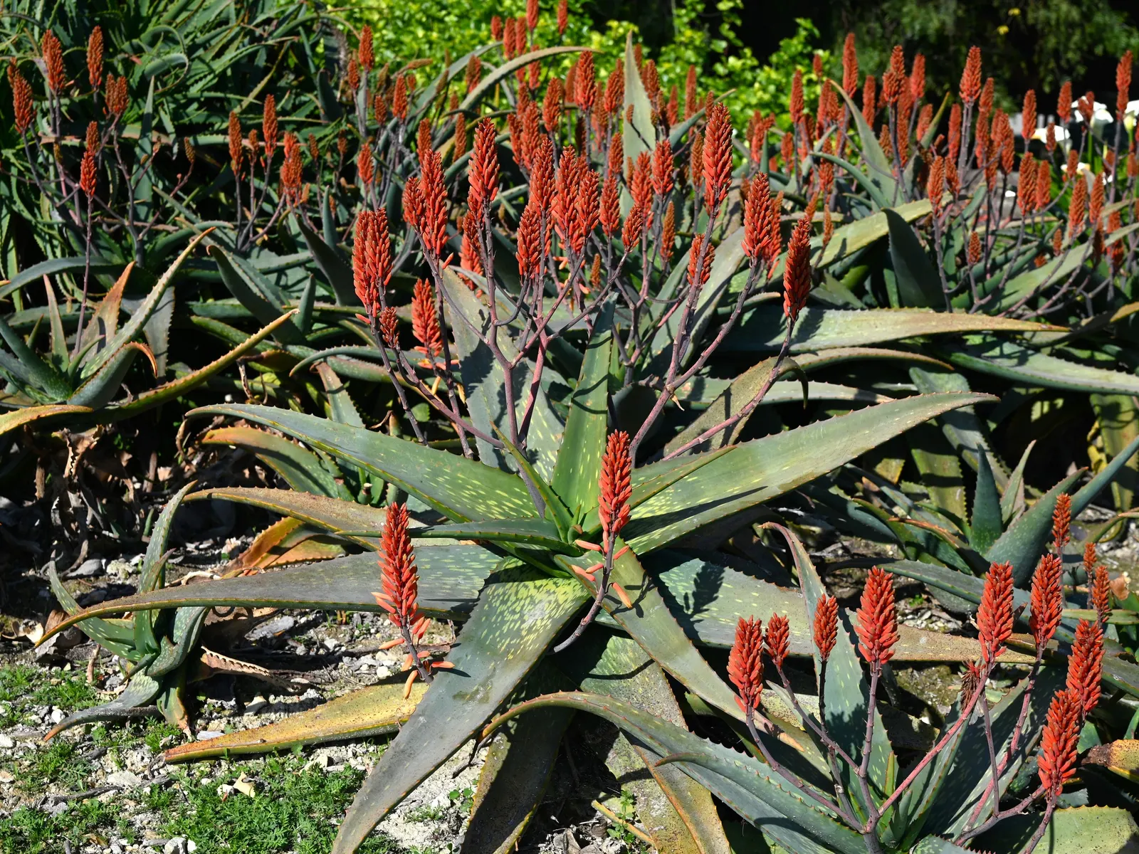 Coast Aloe (Aloe Thraskii) — multi-colored and orange and yellow flowers in the garden; this striking plant can reach a mature height of 6 to 10, image 73