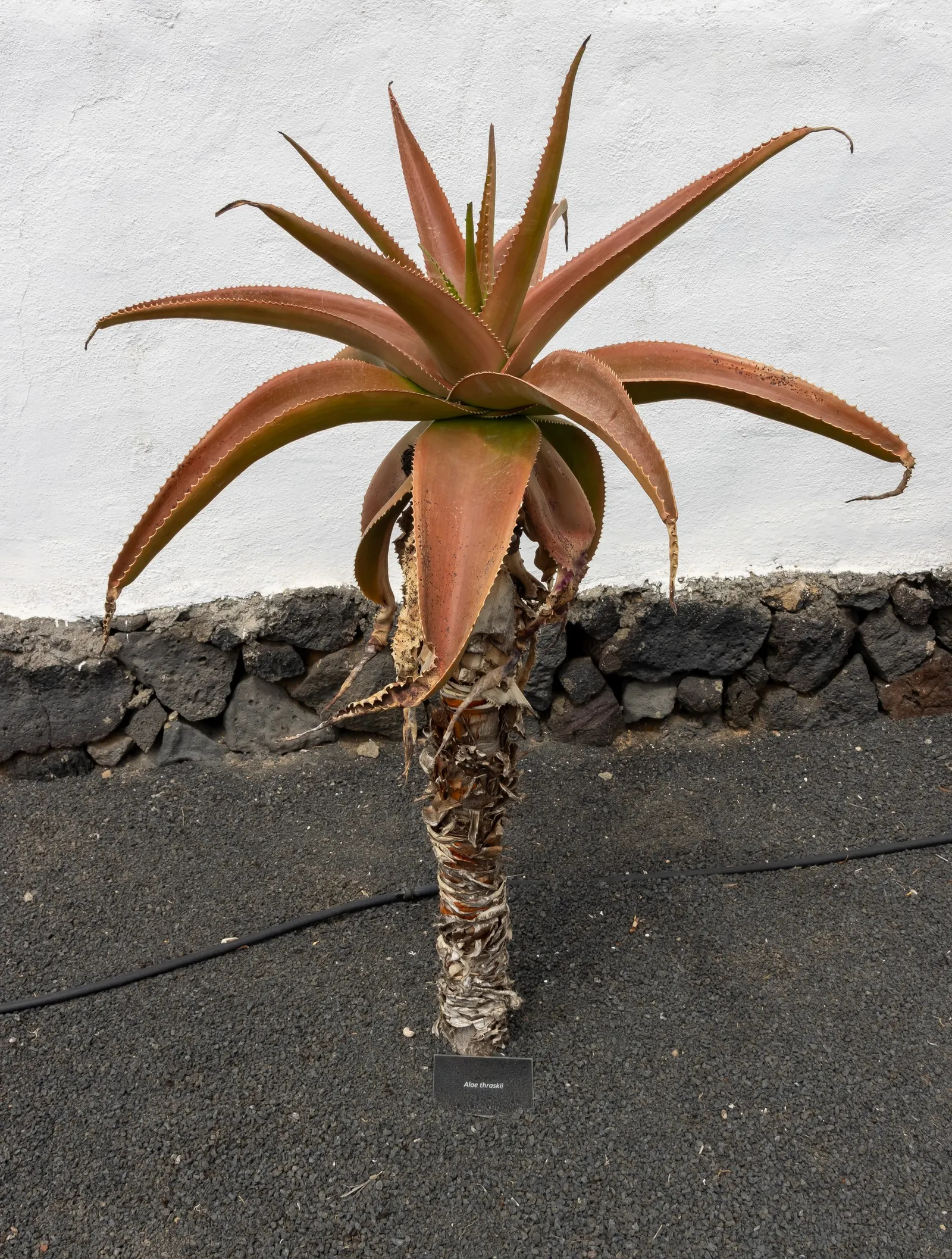 Coast Aloe (Aloe Thraskii) — making it an impeccable selection for coastal landscapes; including salt spray and sandy soils, image 67