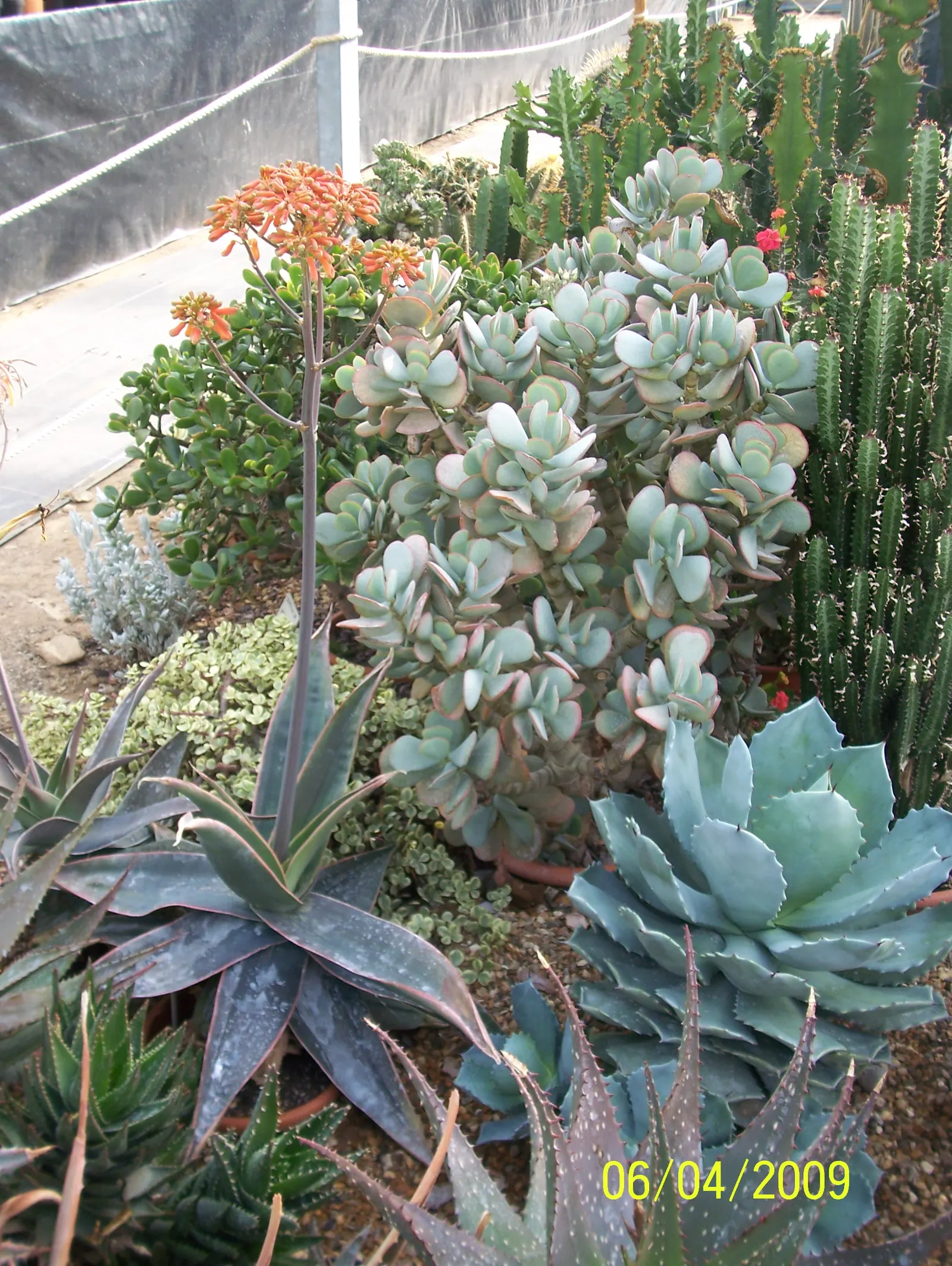 Coast Aloe (Aloe Thraskii) — blue-green leaves adorned with reddish-brown teeth; is lined with small reddish-brown teeth, image 77