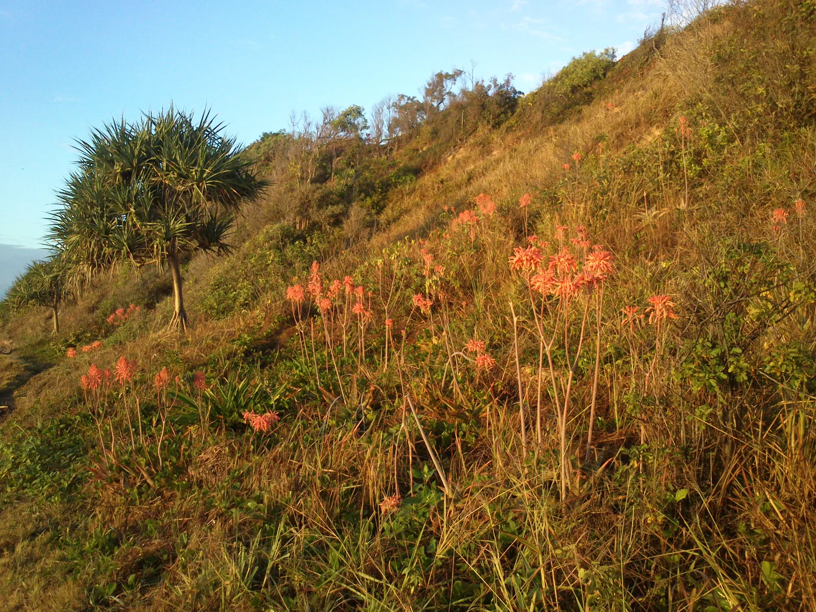 Coast Aloe (Aloe Thraskii) — succulent for full
