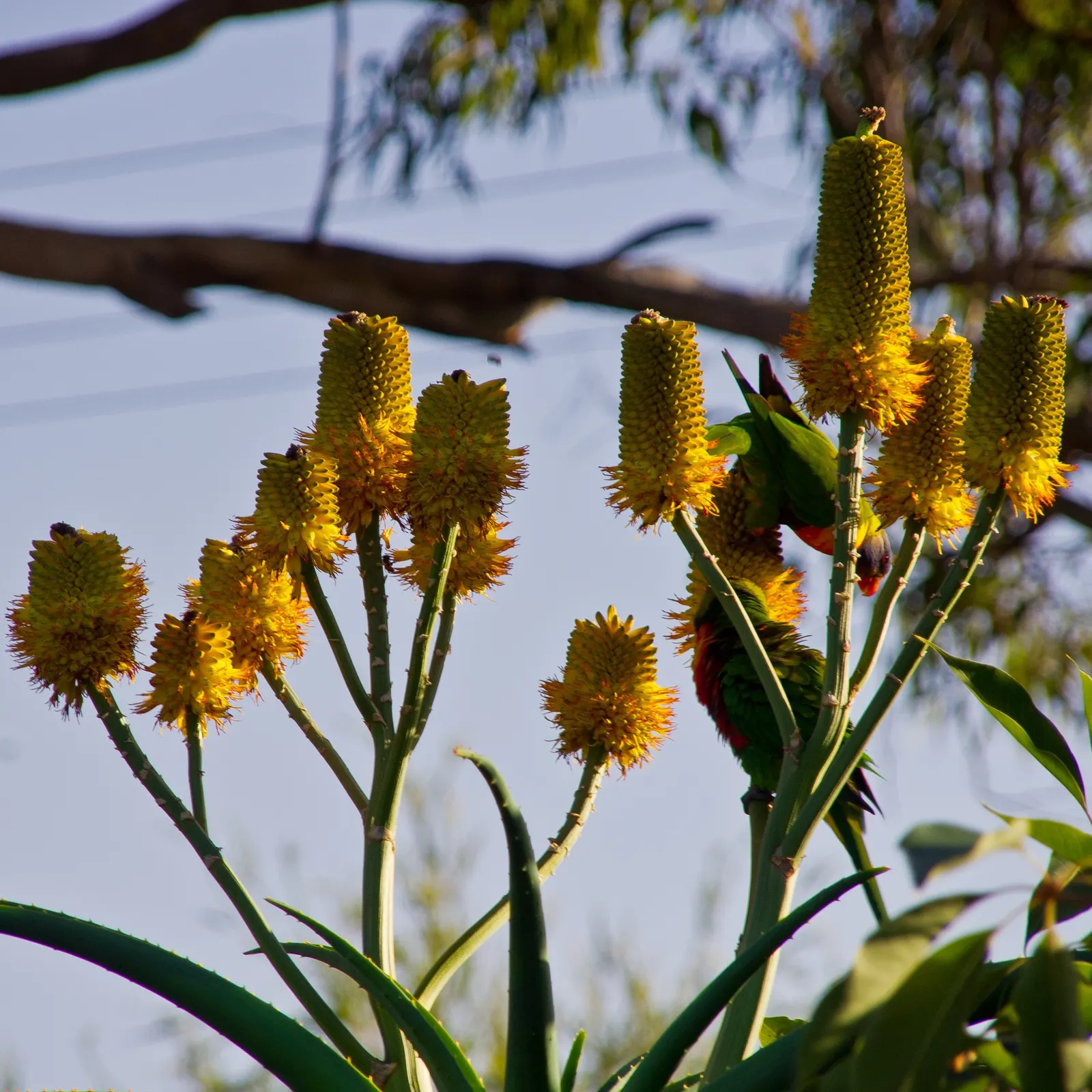 Coast Aloe (Aloe Thraskii) — This magnificent yellow-orange inflorescence blooms in early to mid-summer, image 63