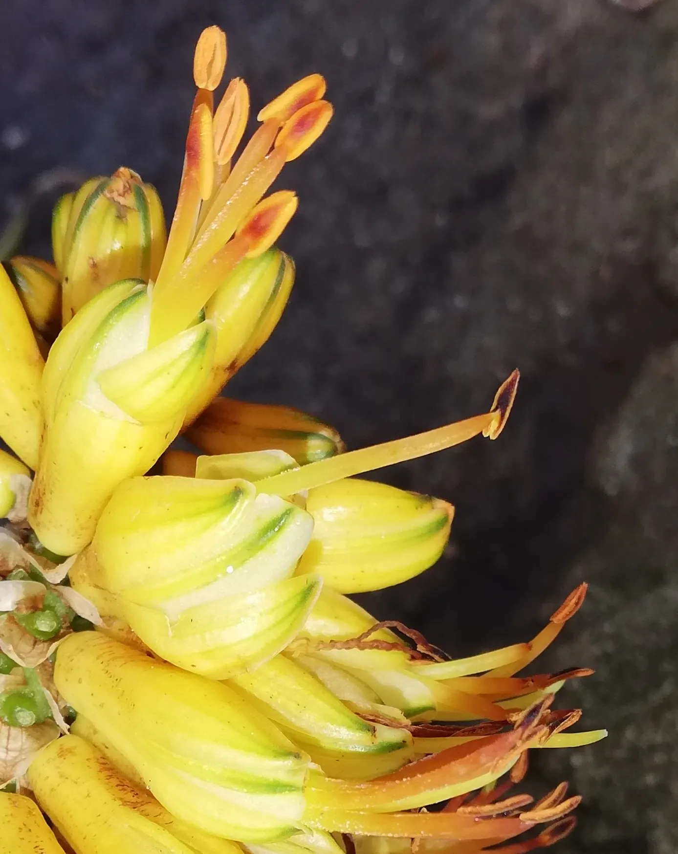 Coast Aloe (Aloe Thraskii) — adhering to the principles of xeriscaping; ideally spaced 6-8 feet apart, it serves as an architectural focal point in water-wise