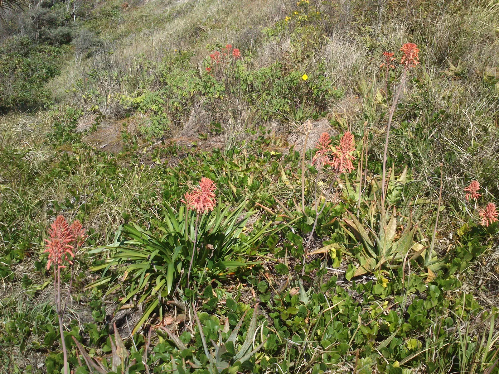 Coast Aloe (Aloe Thraskii) — Its striking yellow flowers bloom on tall spikes in summer, attracting pollinators