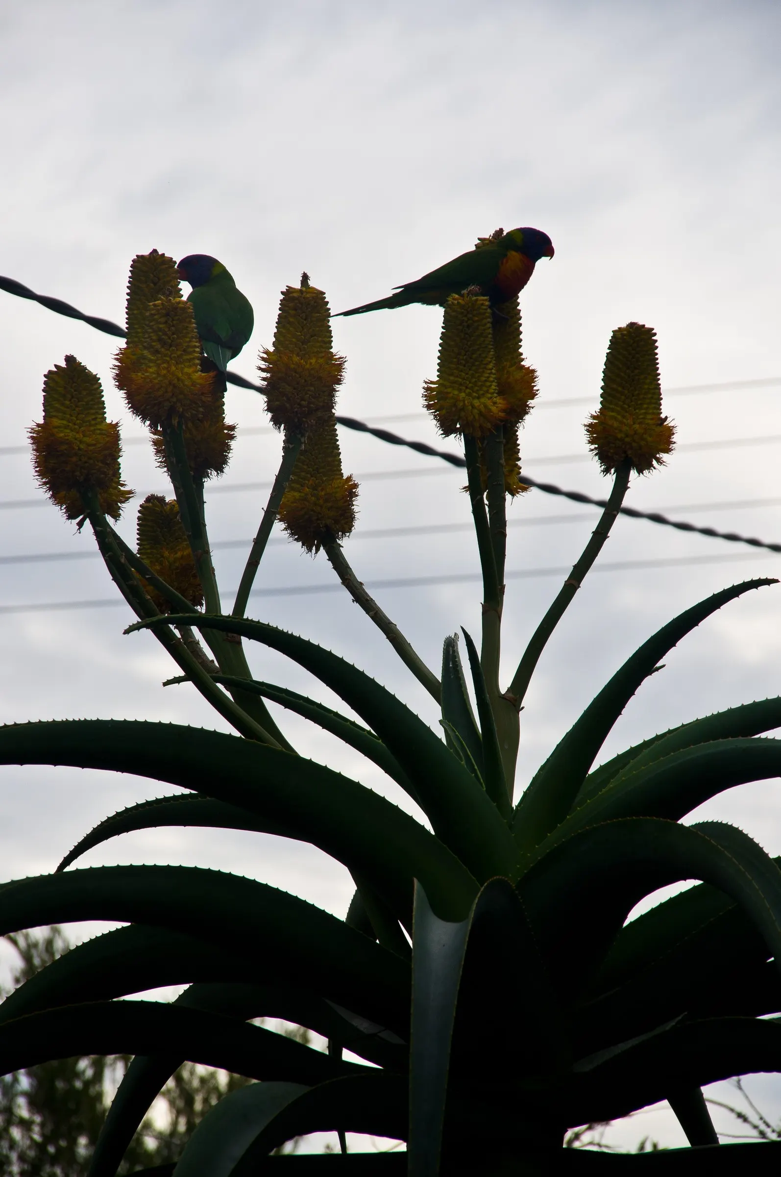 Coast Aloe (Aloe Thraskii) — This striking plant can reach a mature height of 6 to 10 feet with rosettes of robust