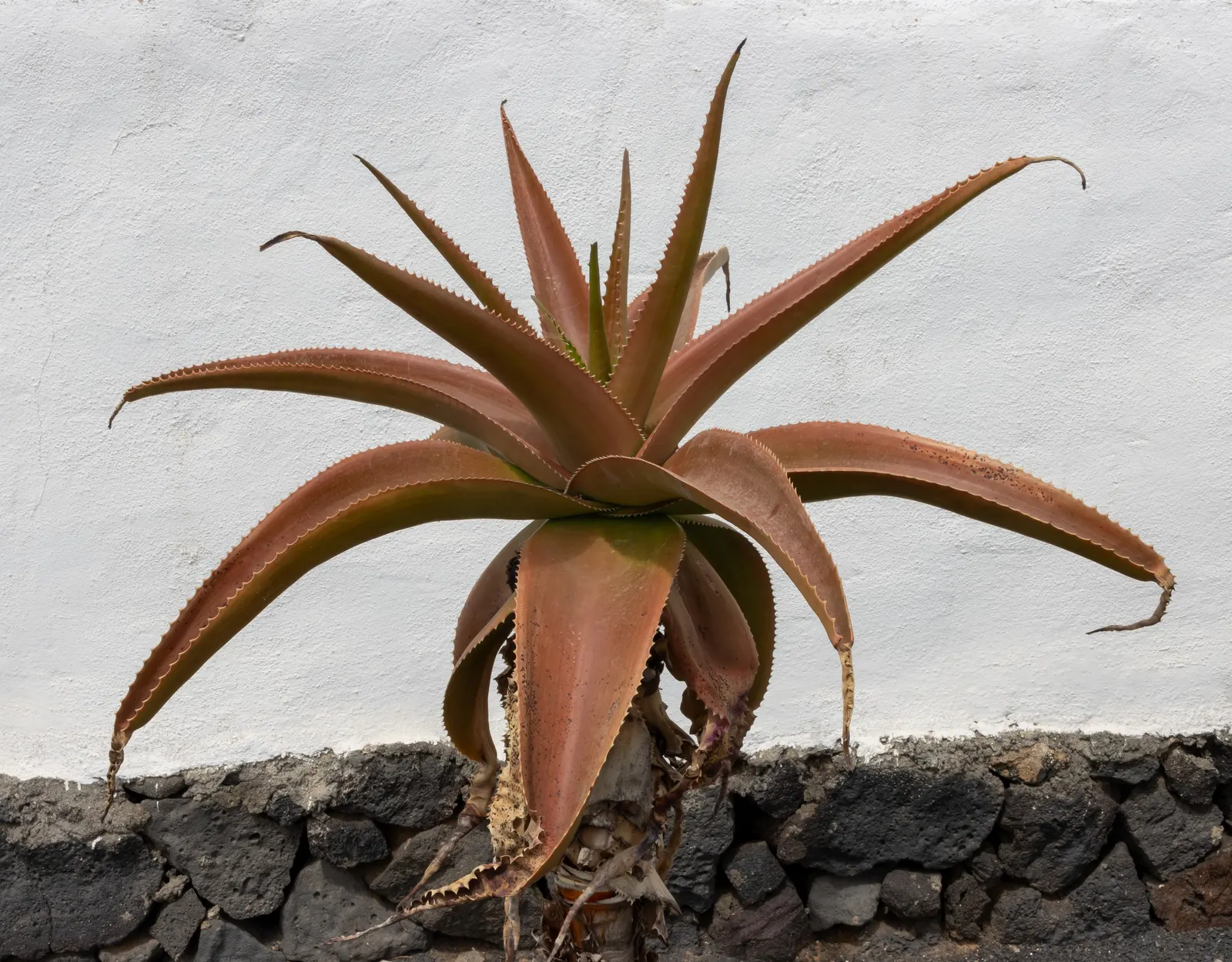 Coast Aloe (Aloe Thraskii) — consider using Aloe thraskii as a focal point or accent plant; which can soar up to 3 feet above the foliage, image 70
