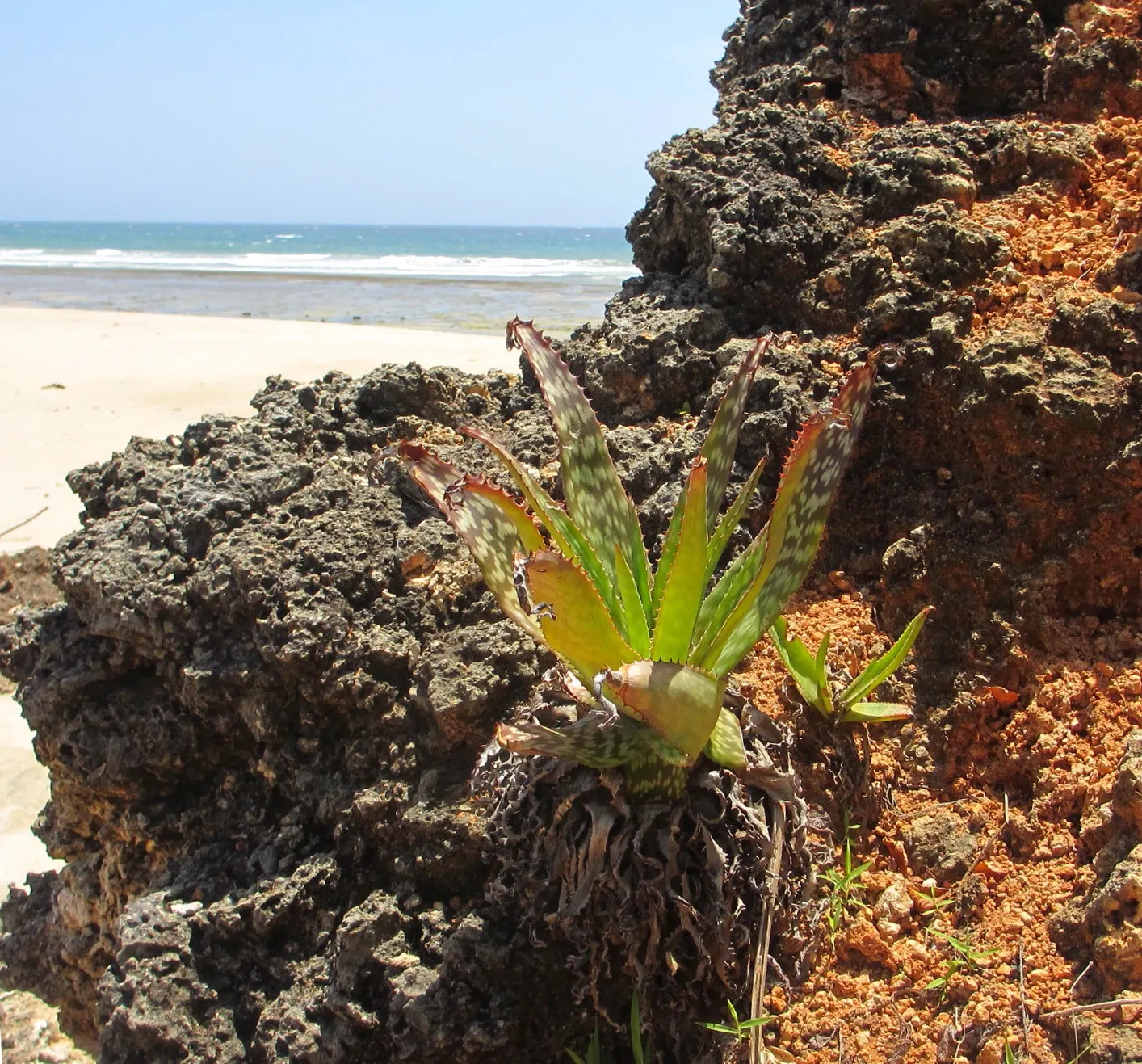 Coast Aloe (Aloe Thraskii) — This drought-tolerant succulent reaches heights up to 10 feet and thrives in full sun to partial shade; it requires, image 78