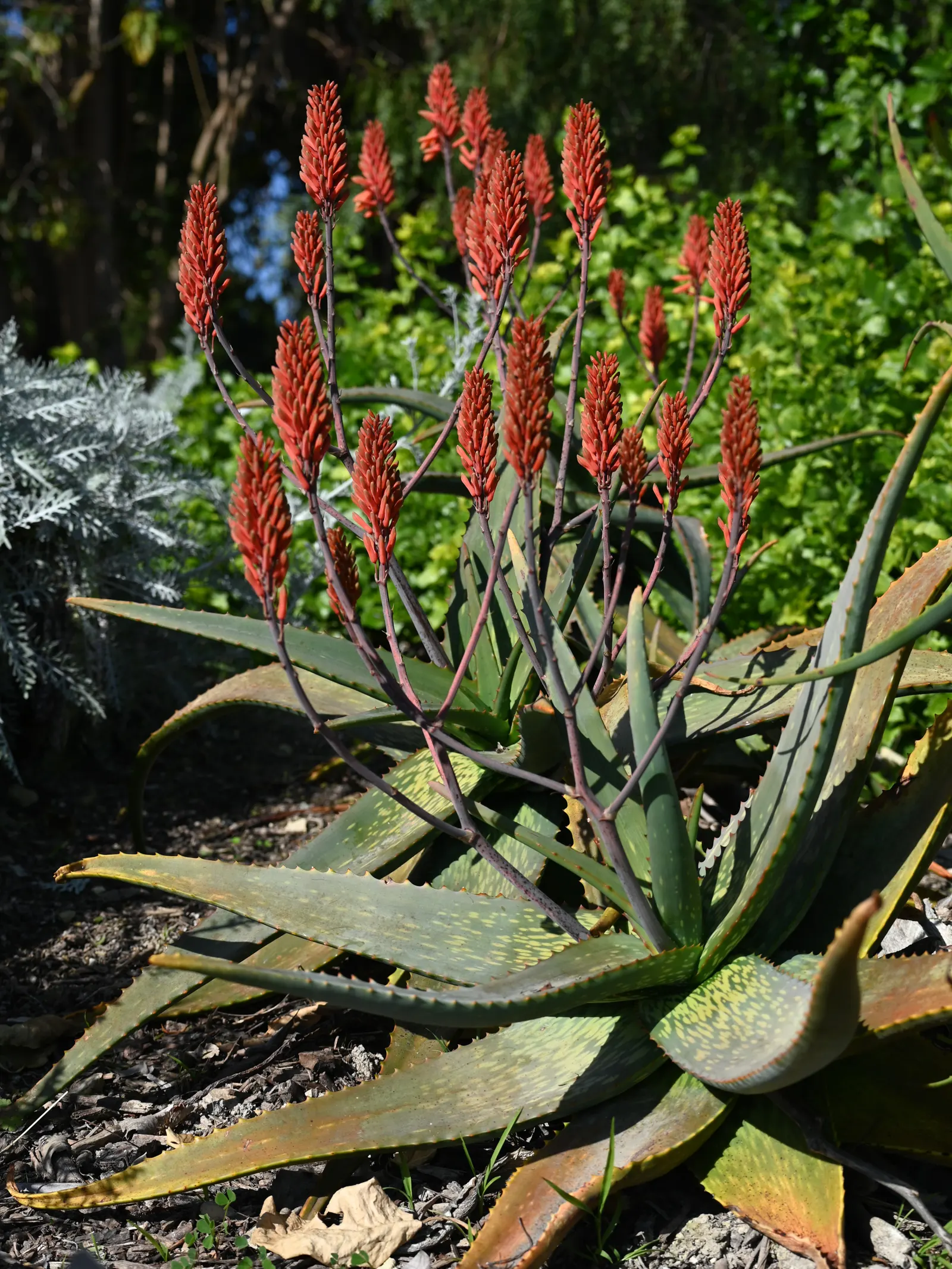 Coast Aloe (Aloe Thraskii) — It is highly tolerant of seaside conditions; blue-green leaves adorned with reddish-brown teeth, image 65