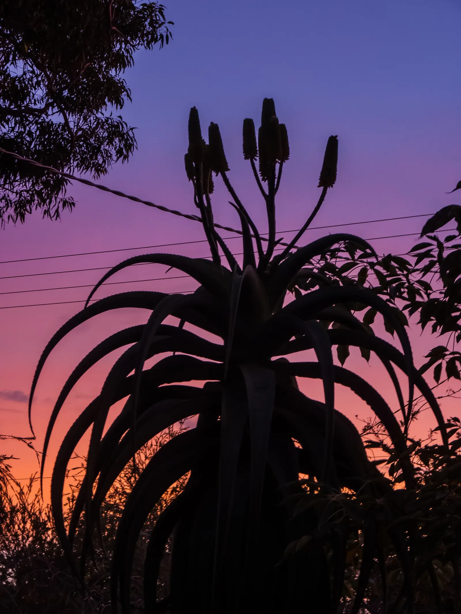 Coast Aloe (Aloe Thraskii) — attracting a host of pollinators such as bees and hummingbirds