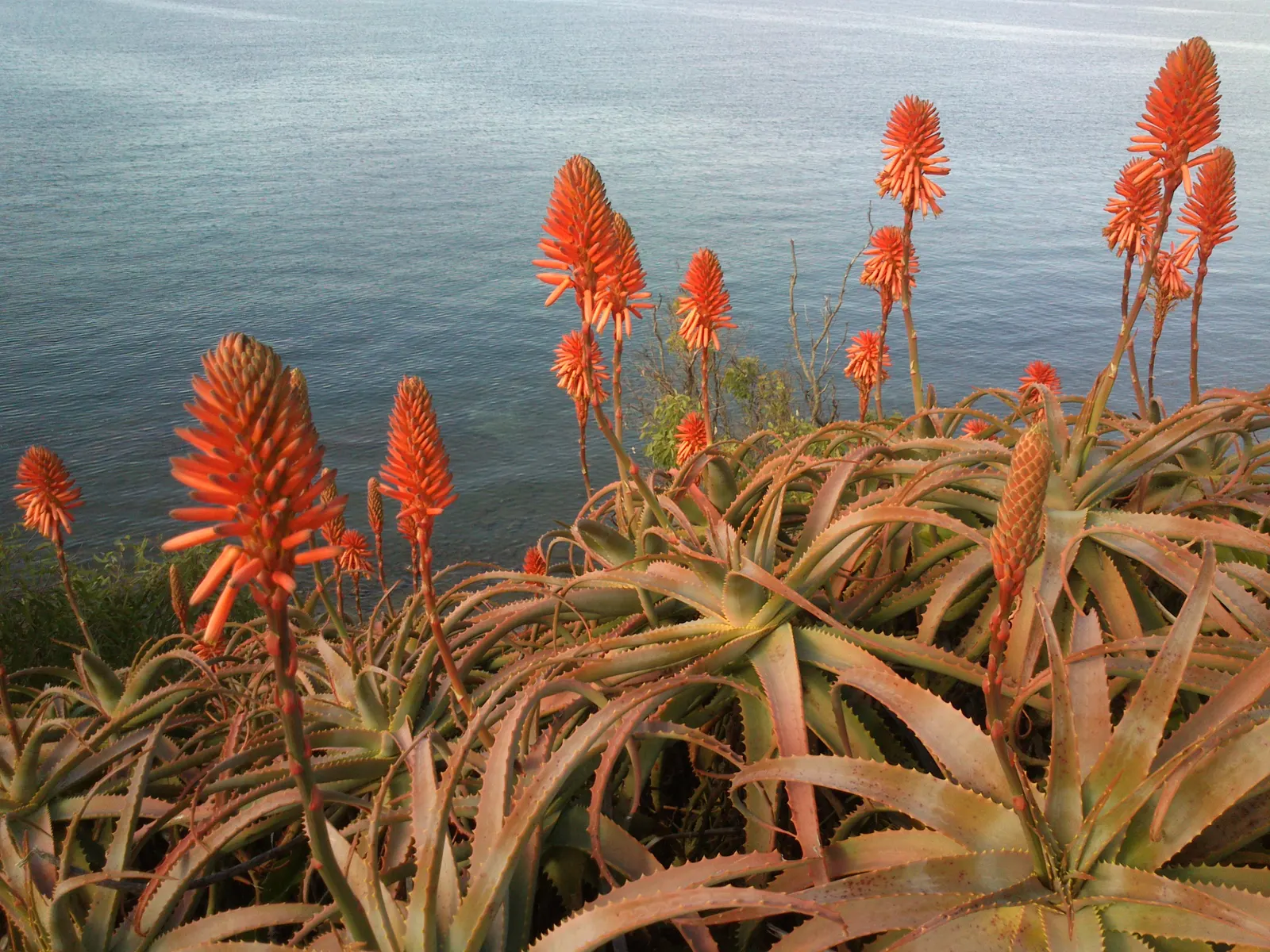 Coast Aloe (Aloe Thraskii) — which can soar up to 3 feet above the foliage; is an imposing succulent native to the coastal dunes of South Africa, image 62