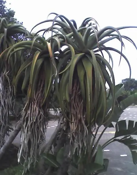 Coast Aloe (Aloe Thraskii) — Coast Aloe (Aloe thraskii) is an elegant South African native; its striking yellow flowers bloom on tall spikes in, image 76