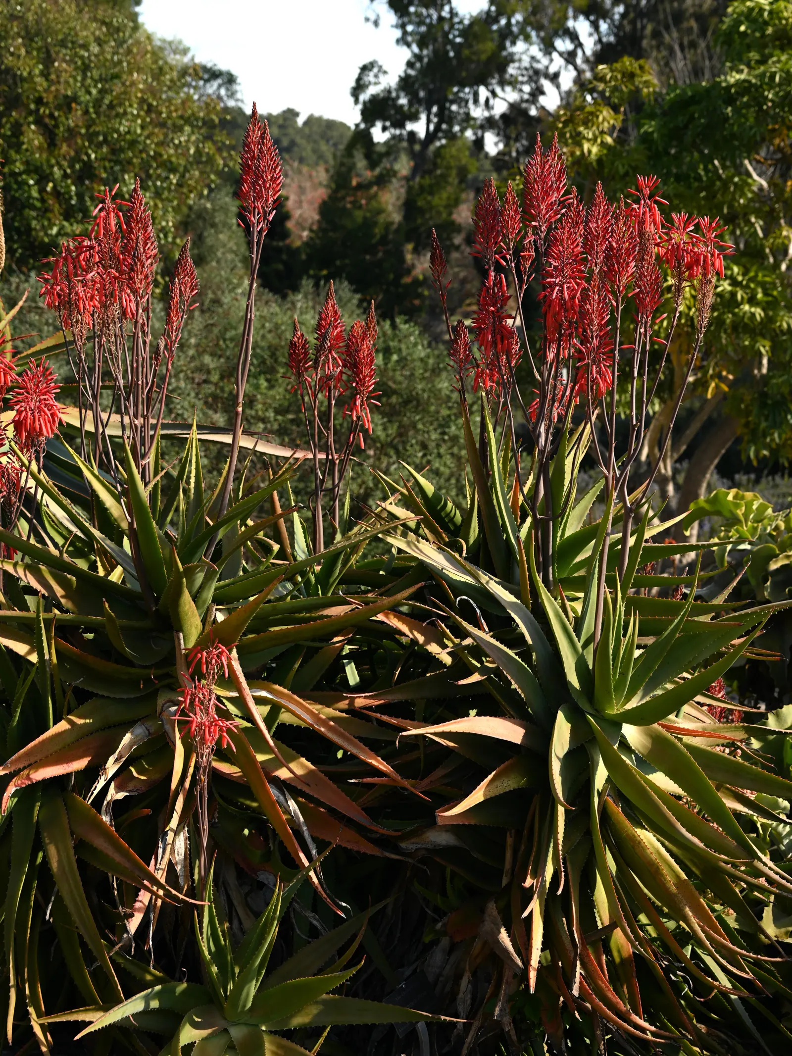 Coast Aloe (Aloe Thraskii) — Ensure ample space is provided to accommodate its mature spread and height for a balanced; adhering to the principles of