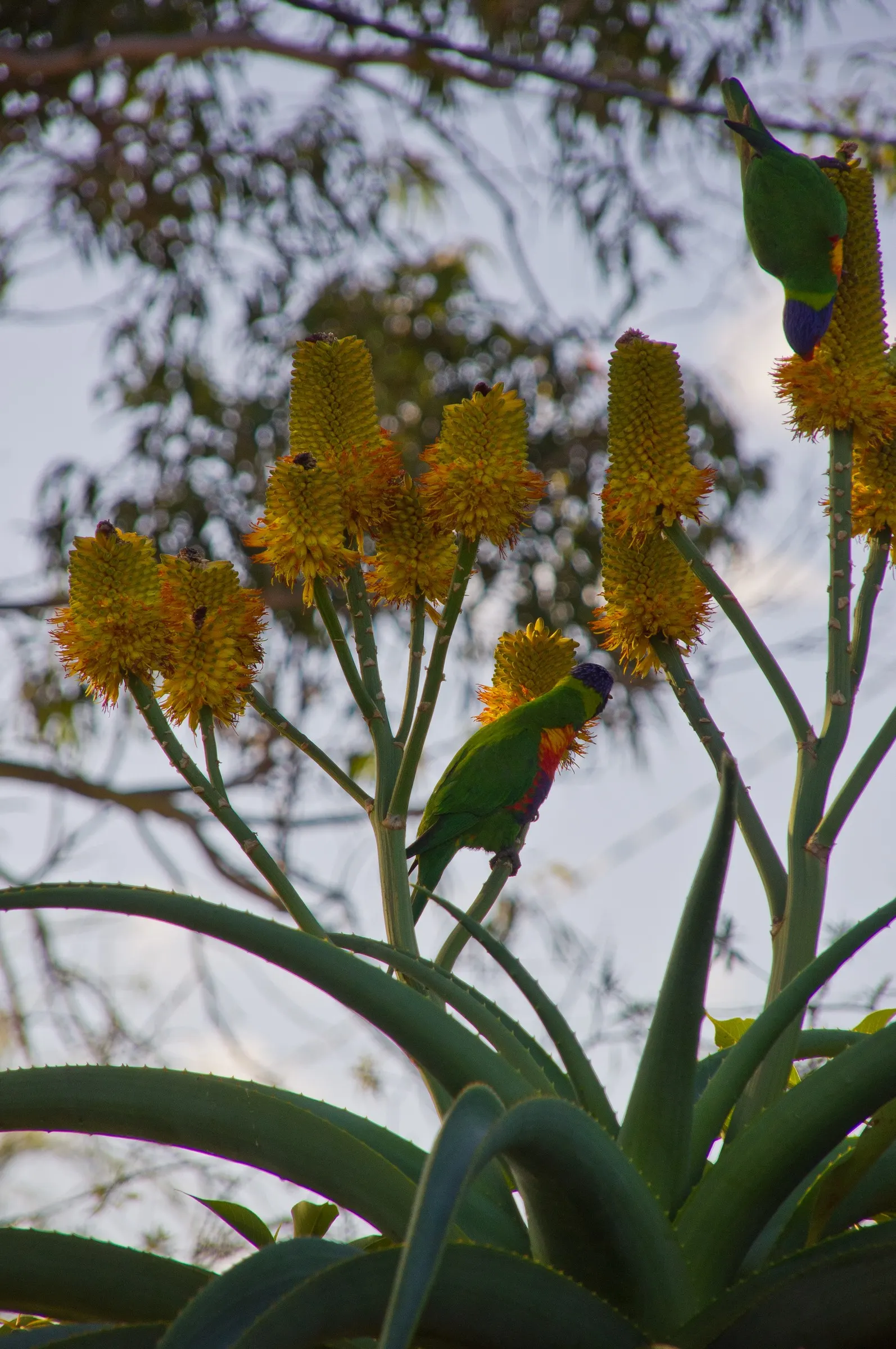 Coast Aloe (Aloe Thraskii) — including salt spray and sandy soils
