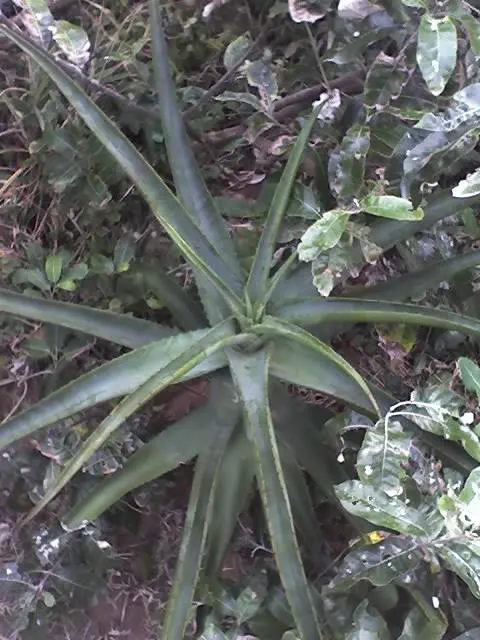 Coast Aloe (Aloe Thraskii) — This drought-tolerant succulent reaches heights up to 10 feet and thrives in full sun to partial shade; it requires, image 53