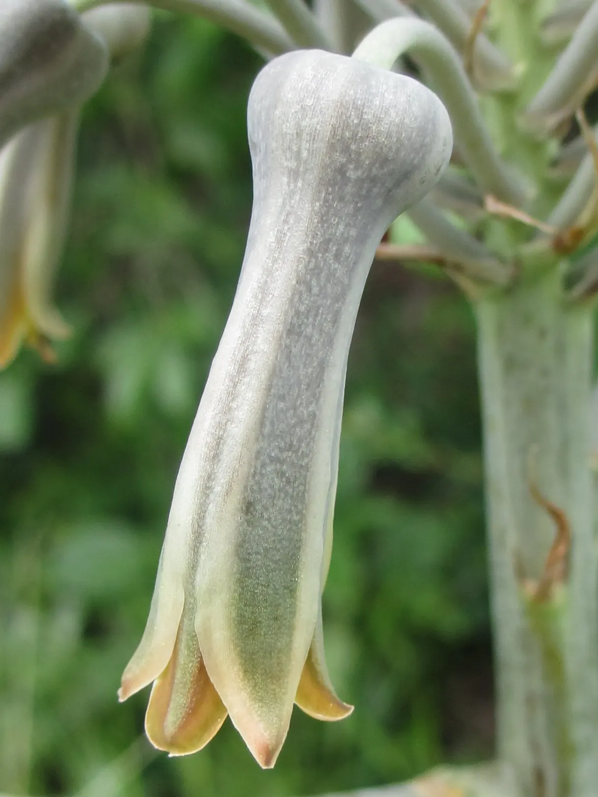 Coast Aloe (Aloe Thraskii) — making it an impeccable selection for coastal landscapes; including salt spray and sandy soils