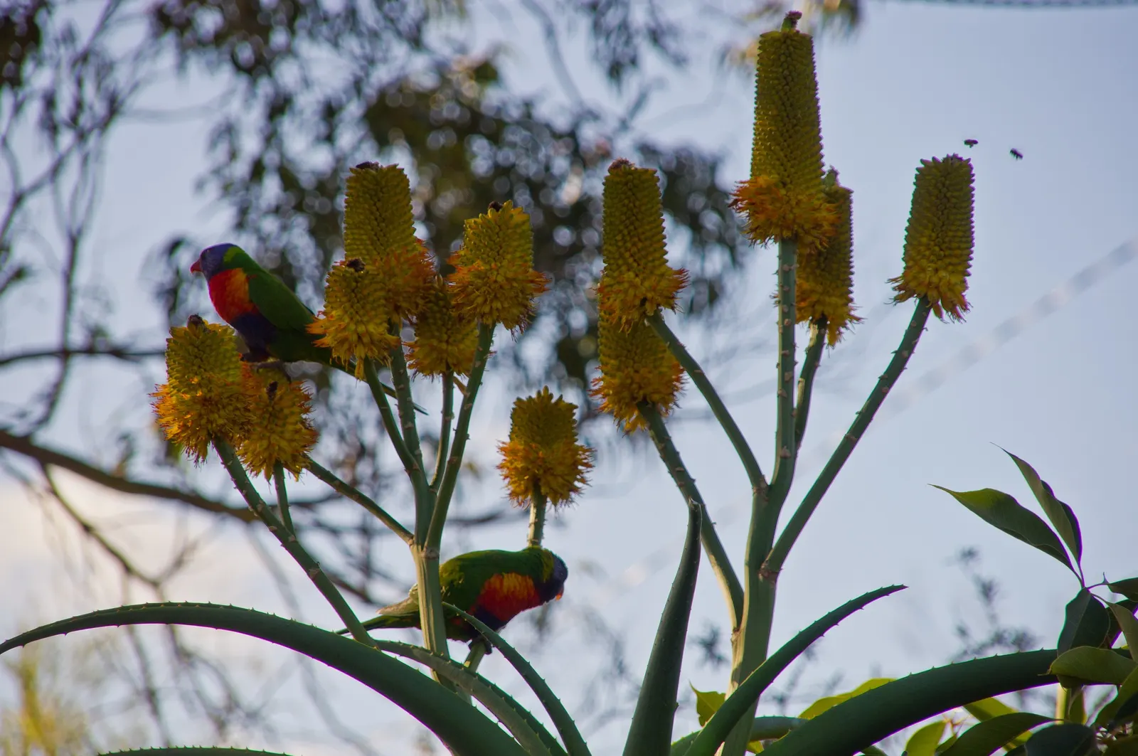 Coast Aloe (Aloe Thraskii) — is lined with small reddish-brown teeth; succulent with multi-colored and orange and yellow blooms, image 61