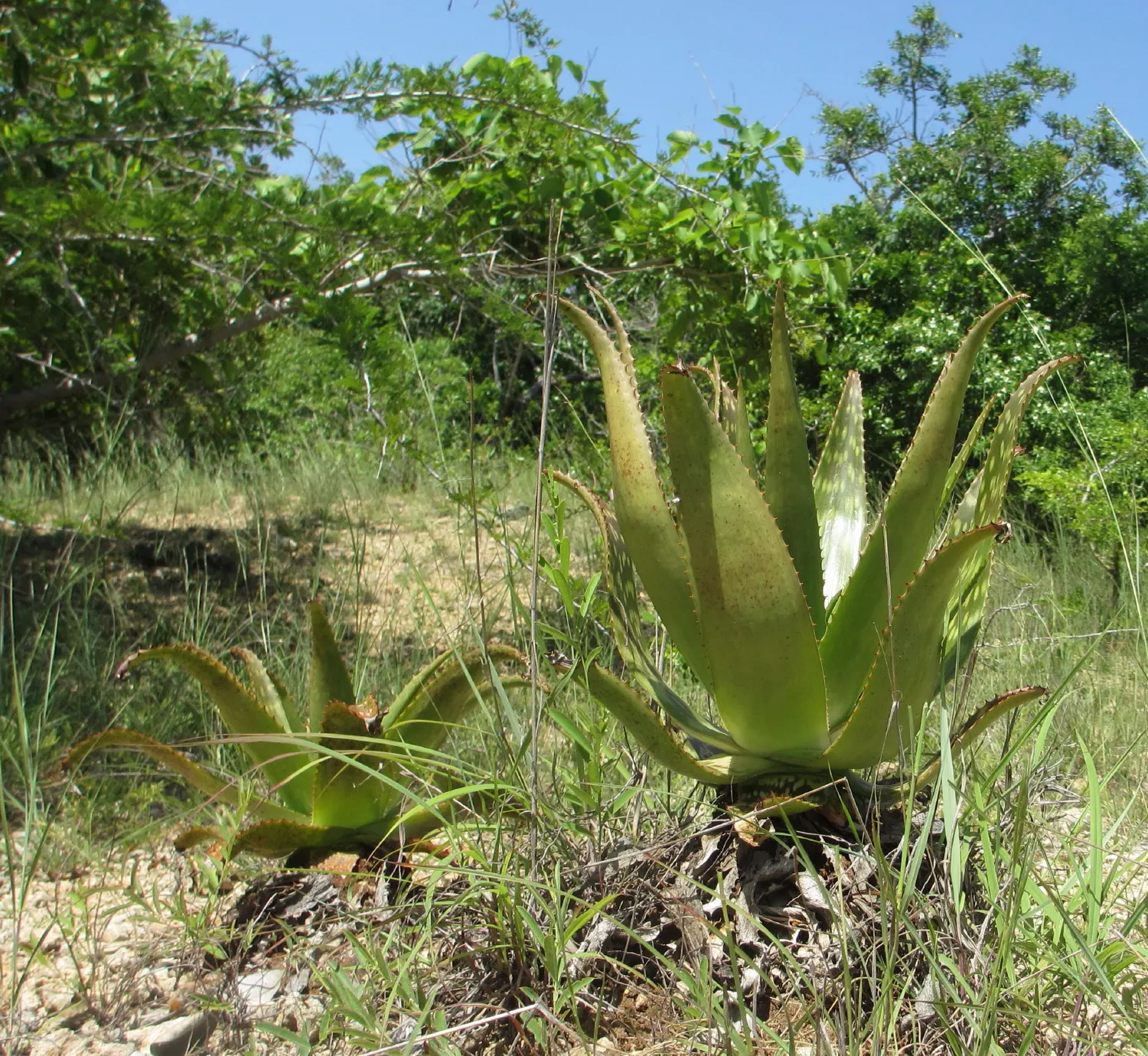 Coast Aloe (Aloe Thraskii) — consider using Aloe thraskii as a focal point or accent plant; which can soar up to 3 feet above the foliage