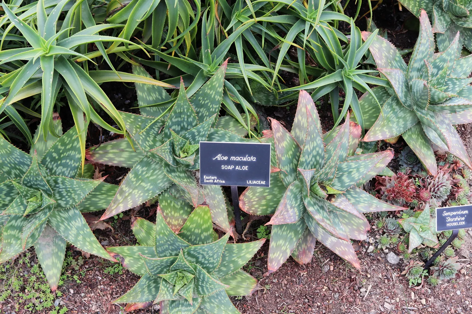 Coast Aloe (Aloe Thraskii) — which can soar up to 3 feet above the foliage; is an imposing succulent native to the coastal dunes of South Africa