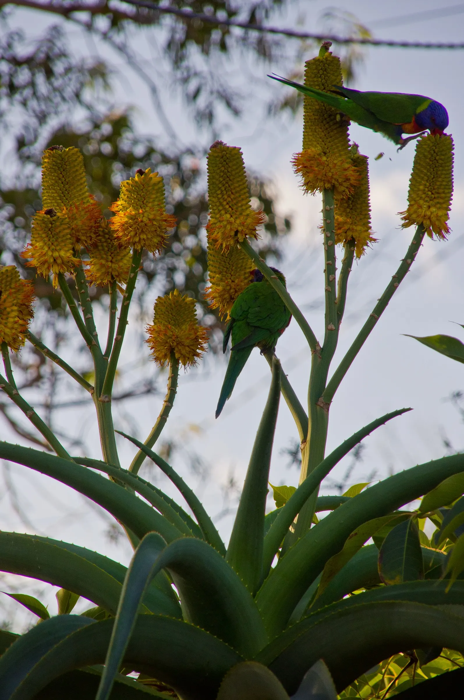 Coast Aloe (Aloe Thraskii) — Its striking yellow flowers bloom on tall spikes in summer, attracting pollinators; succulent for full
