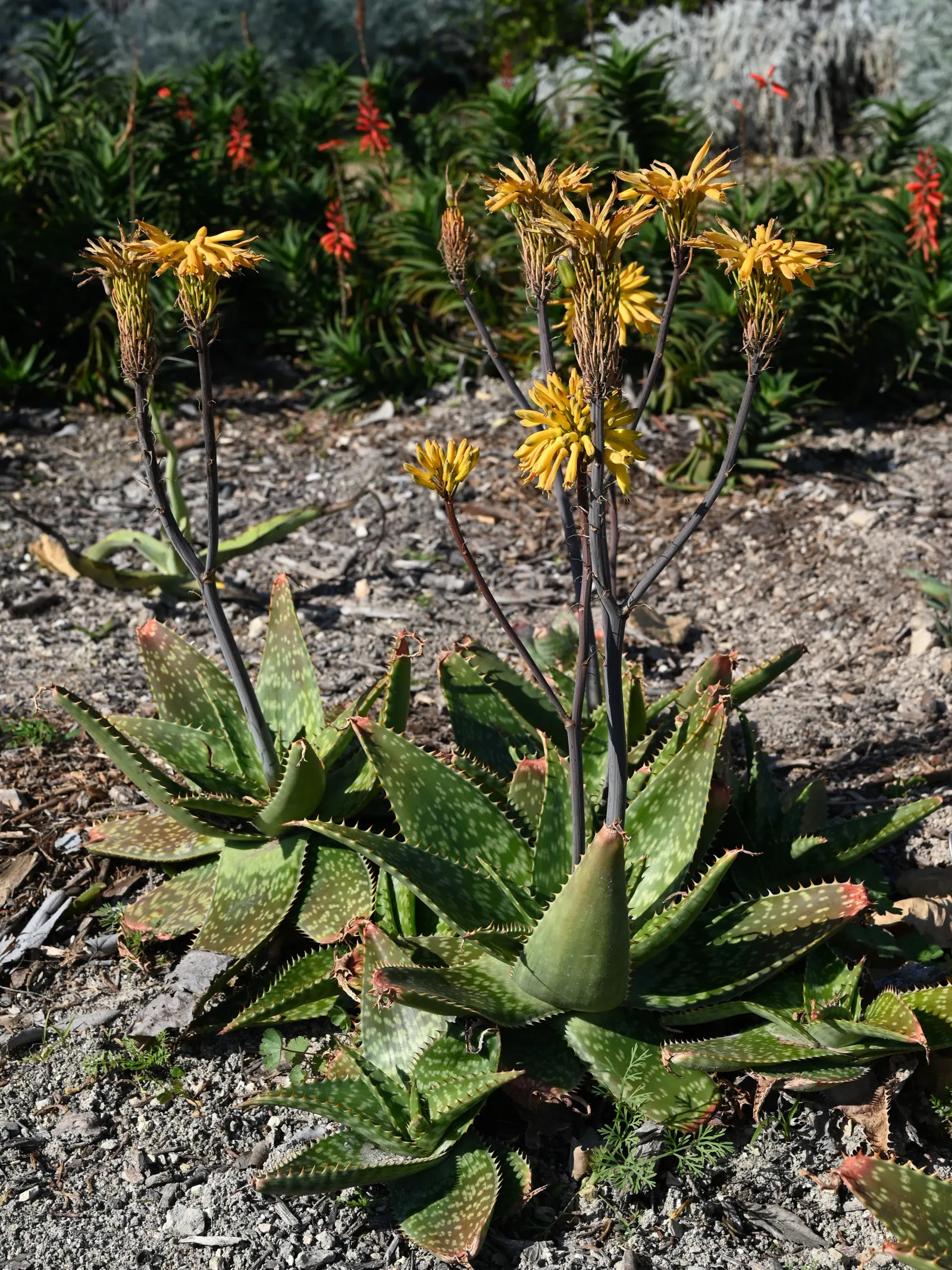 Coast Aloe (Aloe Thraskii) — Ideally spaced 6-8 feet apart, it serves as an architectural focal point in water-wise gardens; renowned for its distinctive and