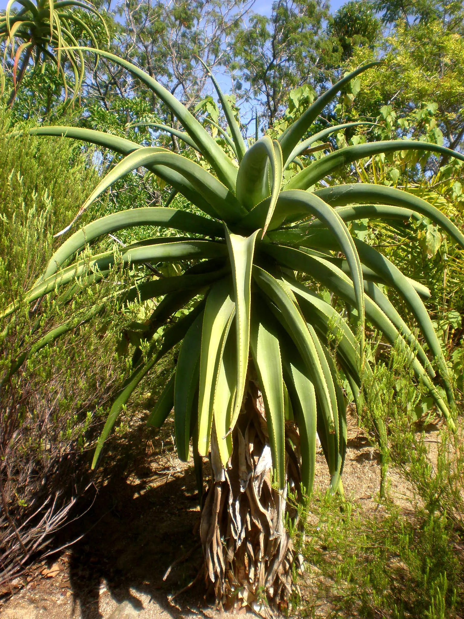 Coast Aloe (Aloe Thraskii) — This striking plant can reach a mature height of 6 to 10 feet with rosettes of robust; this drought-tolerant succulent reaches