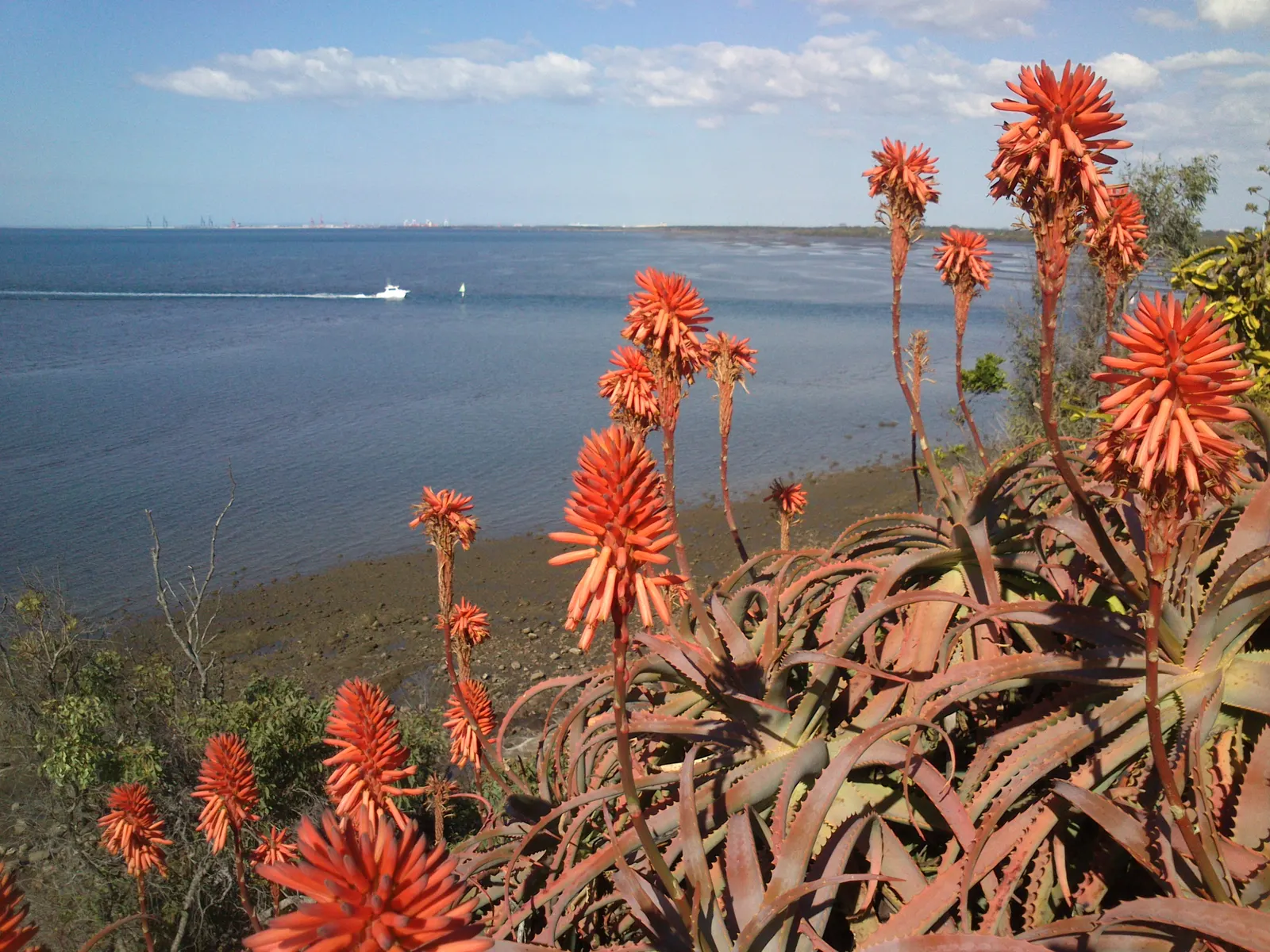 Coast Aloe (Aloe Thraskii) — It requires minimal watering