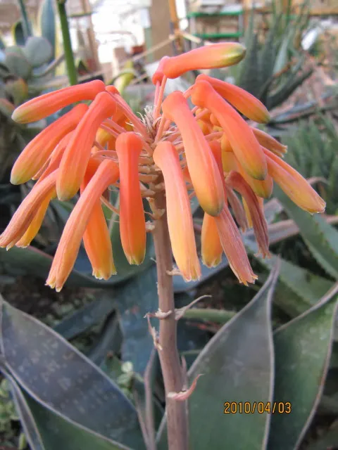 Coast Aloe (Aloe Thraskii) — renowned for its distinctive and stately appearance