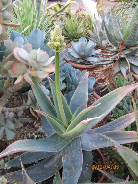 Coast Aloe (Aloe Thraskii) — consider using Aloe thraskii as a focal point or accent plant