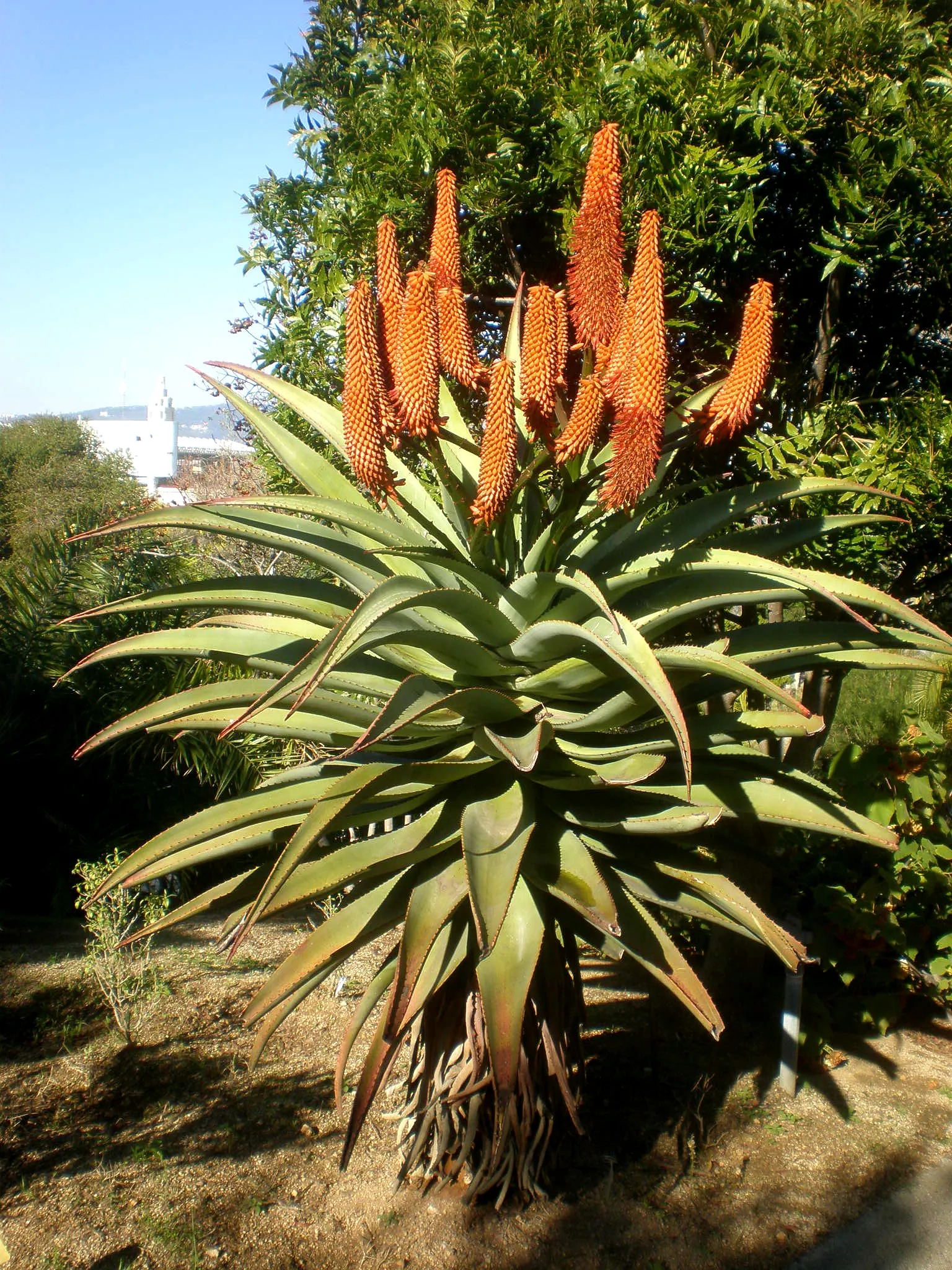 Coast Aloe (Aloe Thraskii) — This drought-tolerant succulent reaches heights up to 10 feet and thrives in full sun to partial shade; it requires minimal