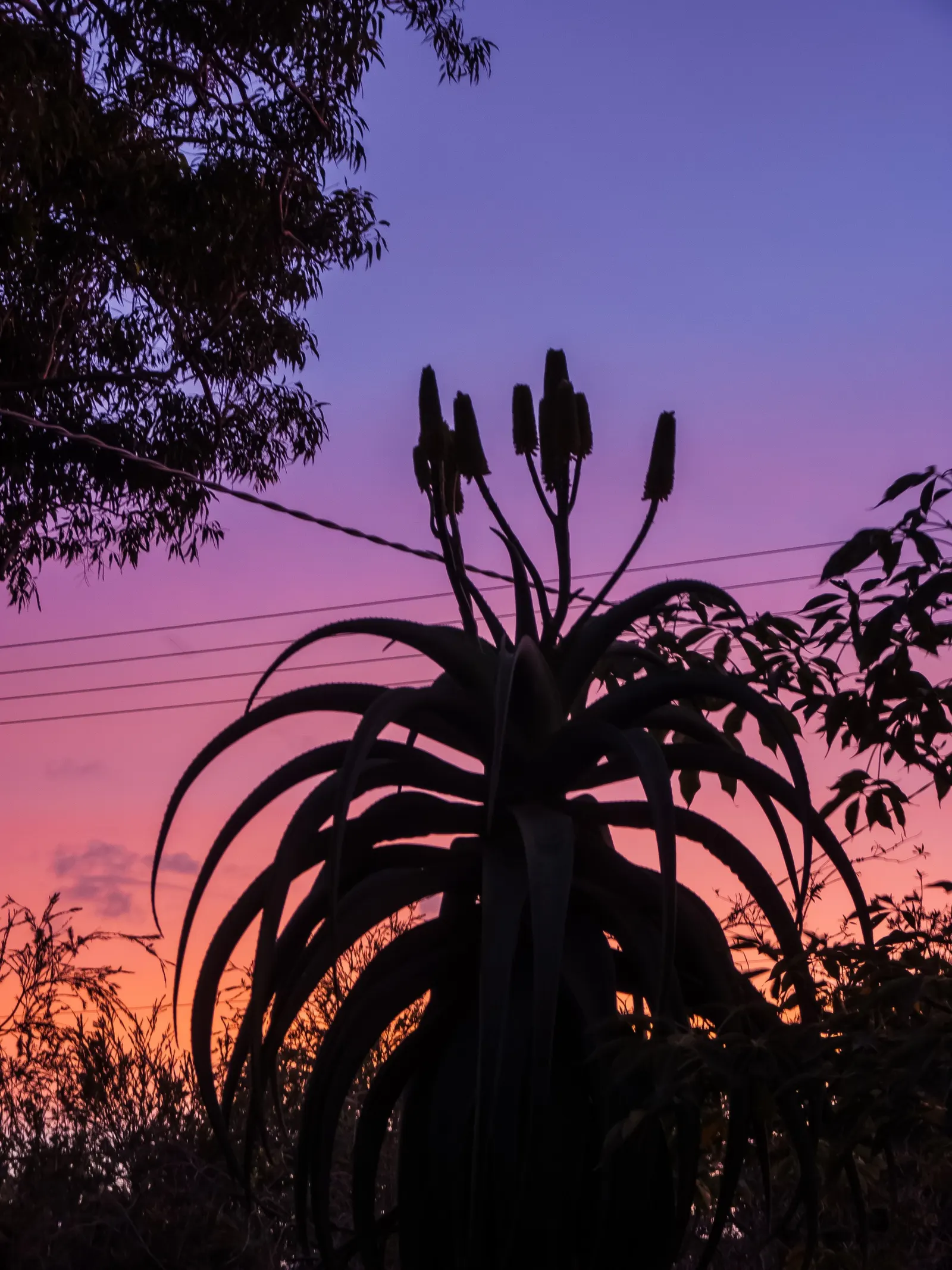 Coast Aloe (Aloe Thraskii) — which can soar up to 3 feet above the foliage
