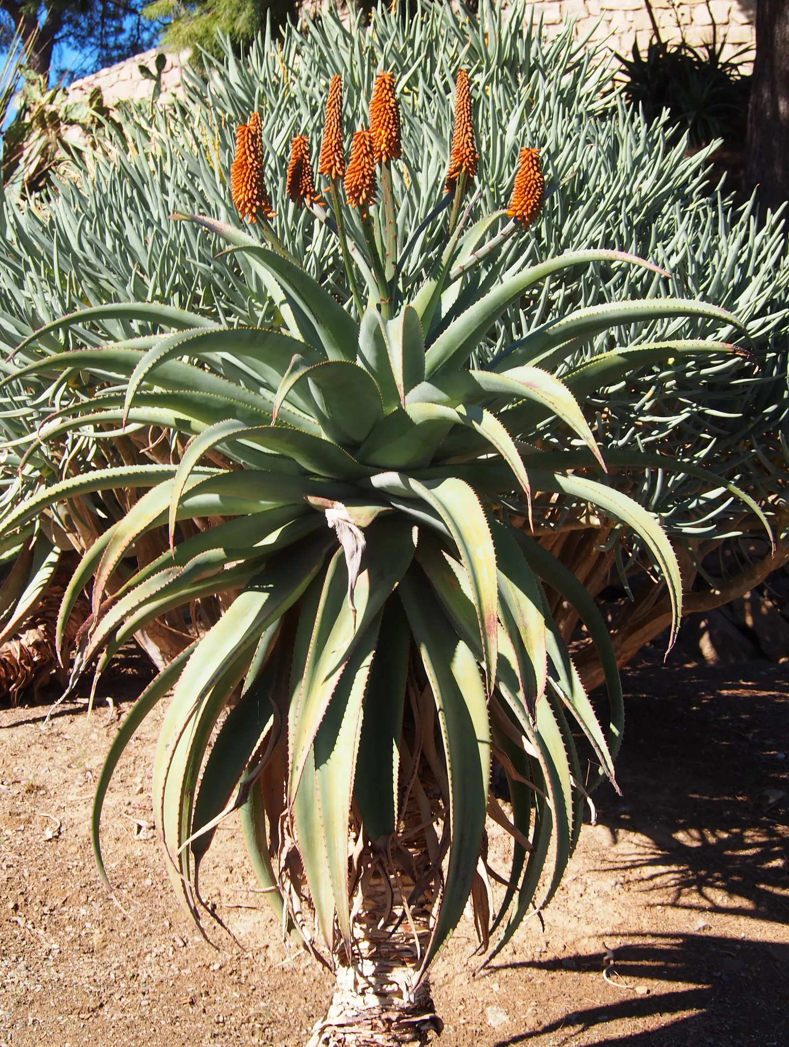 Coast Aloe (Aloe Thraskii) — attracting a host of pollinators such as bees and hummingbirds; consider using Aloe thraskii as a focal point or, image 64