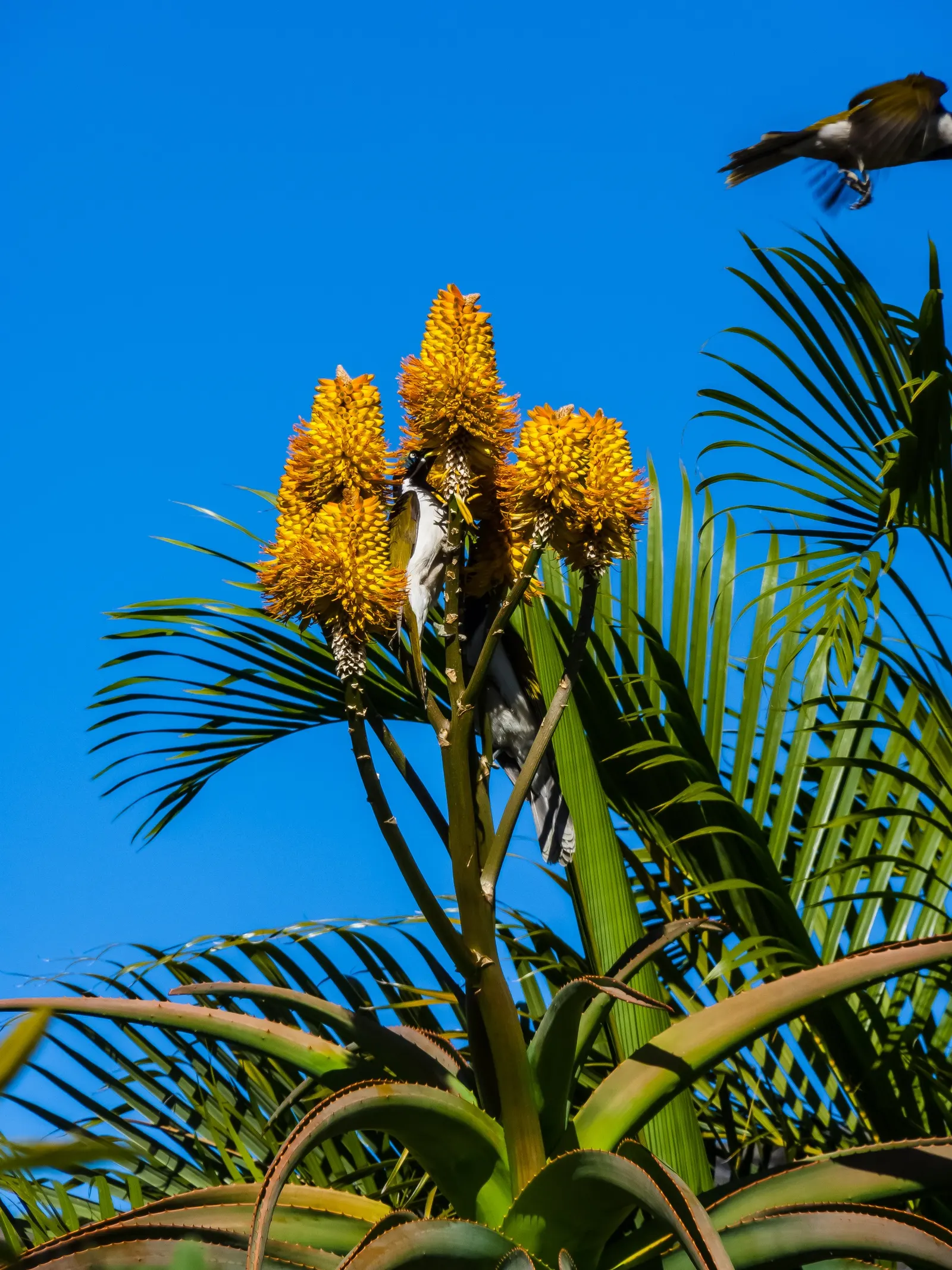 Coast Aloe (Aloe Thraskii) — blue-green leaves adorned with reddish-brown teeth; is lined with small reddish-brown teeth, image 52