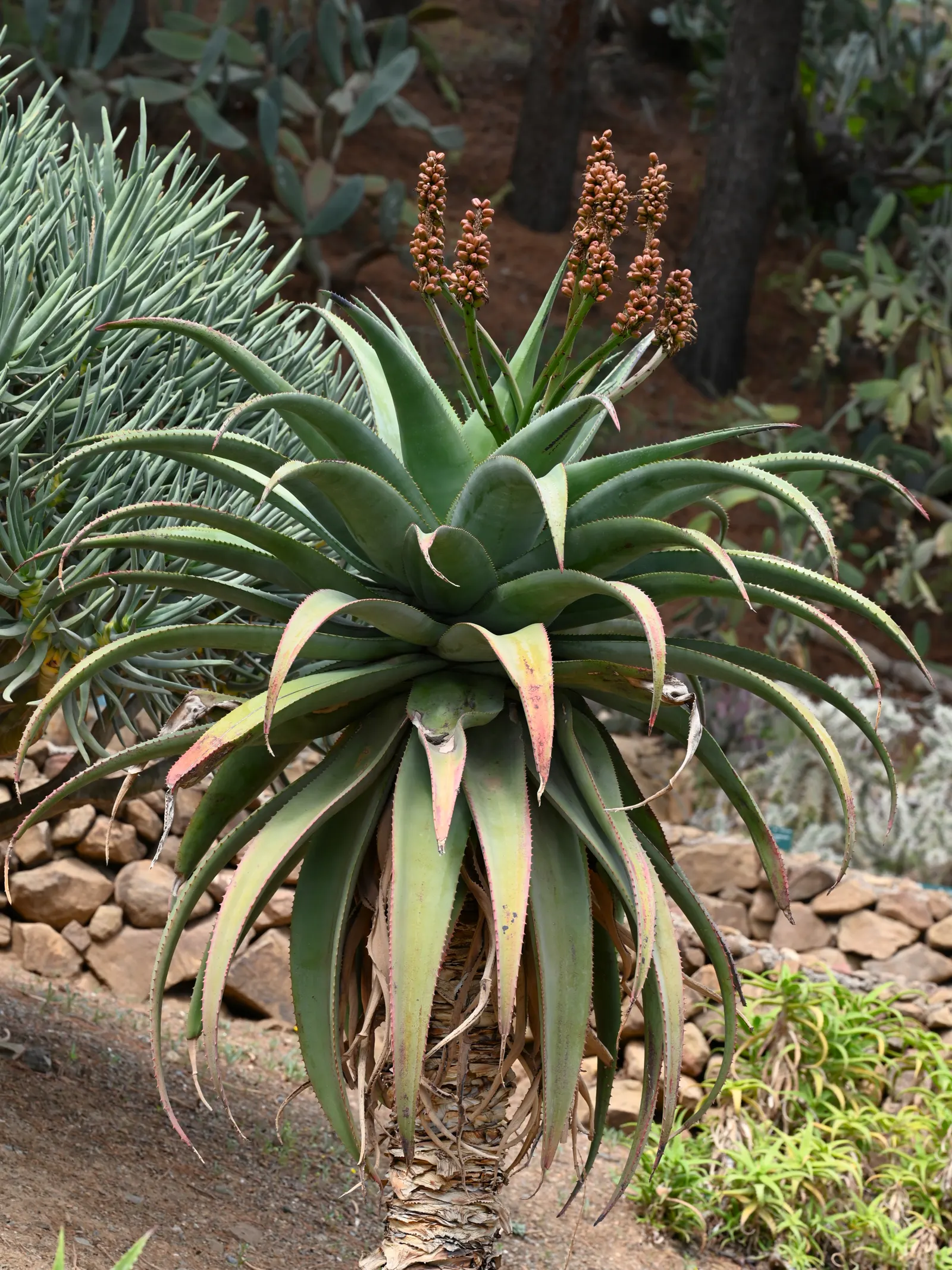 Coast Aloe (Aloe Thraskii) — is lined with small reddish-brown teeth