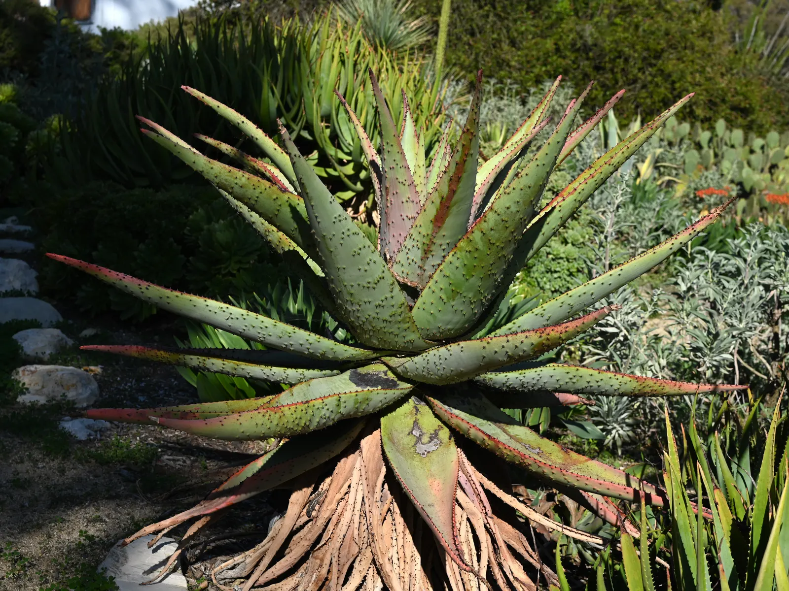 Coast Aloe (Aloe Thraskii) — blue-green leaves adorned with reddish-brown teeth; is lined with small reddish-brown teeth