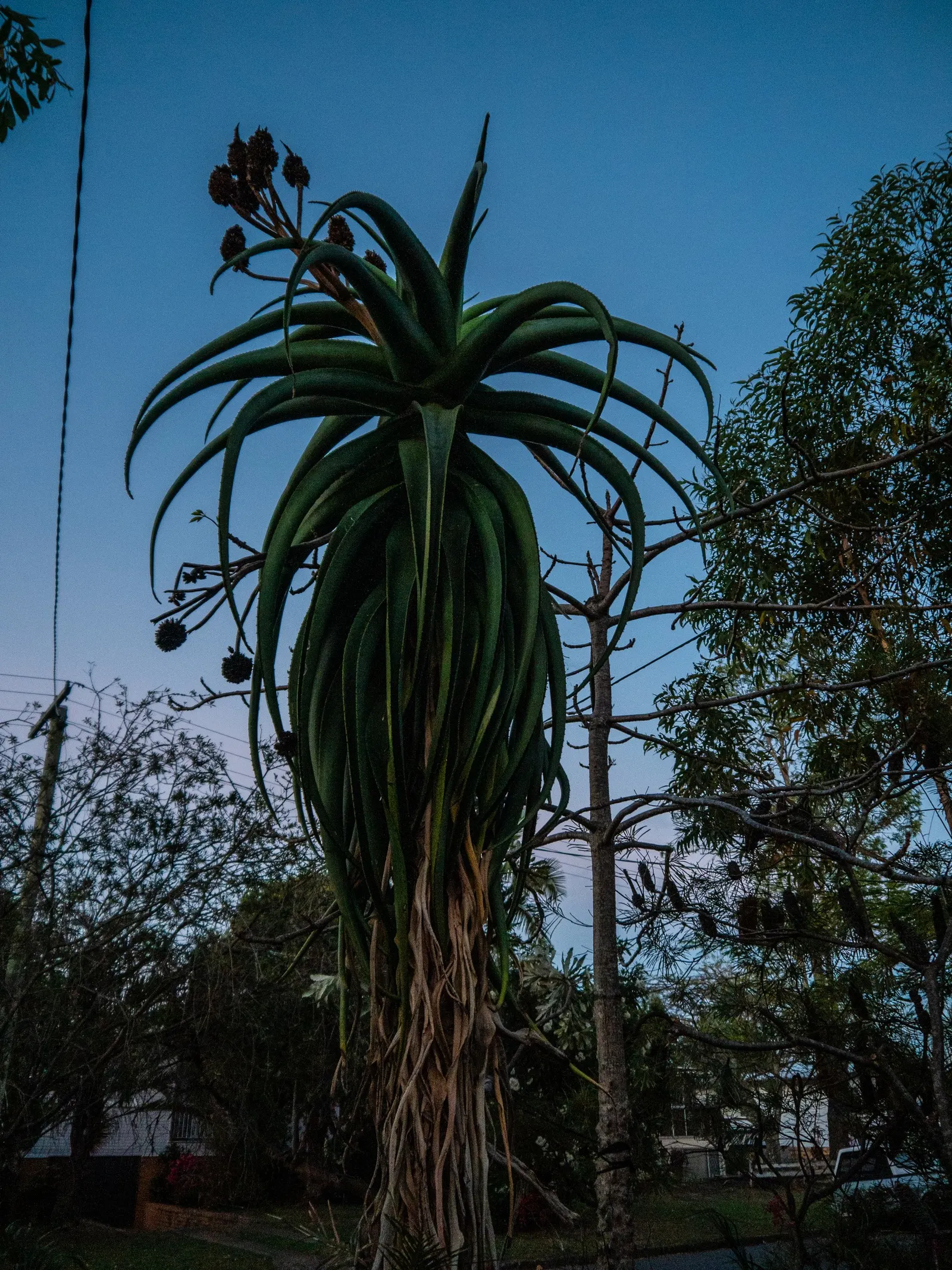 Coast Aloe (Aloe Thraskii) — It requires minimal watering; multi-colored and orange and yellow flowers in the garden