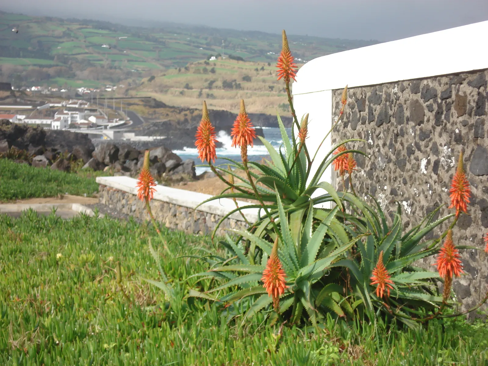 Coast Aloe (Aloe Thraskii) — a rich green with a tinge of blue