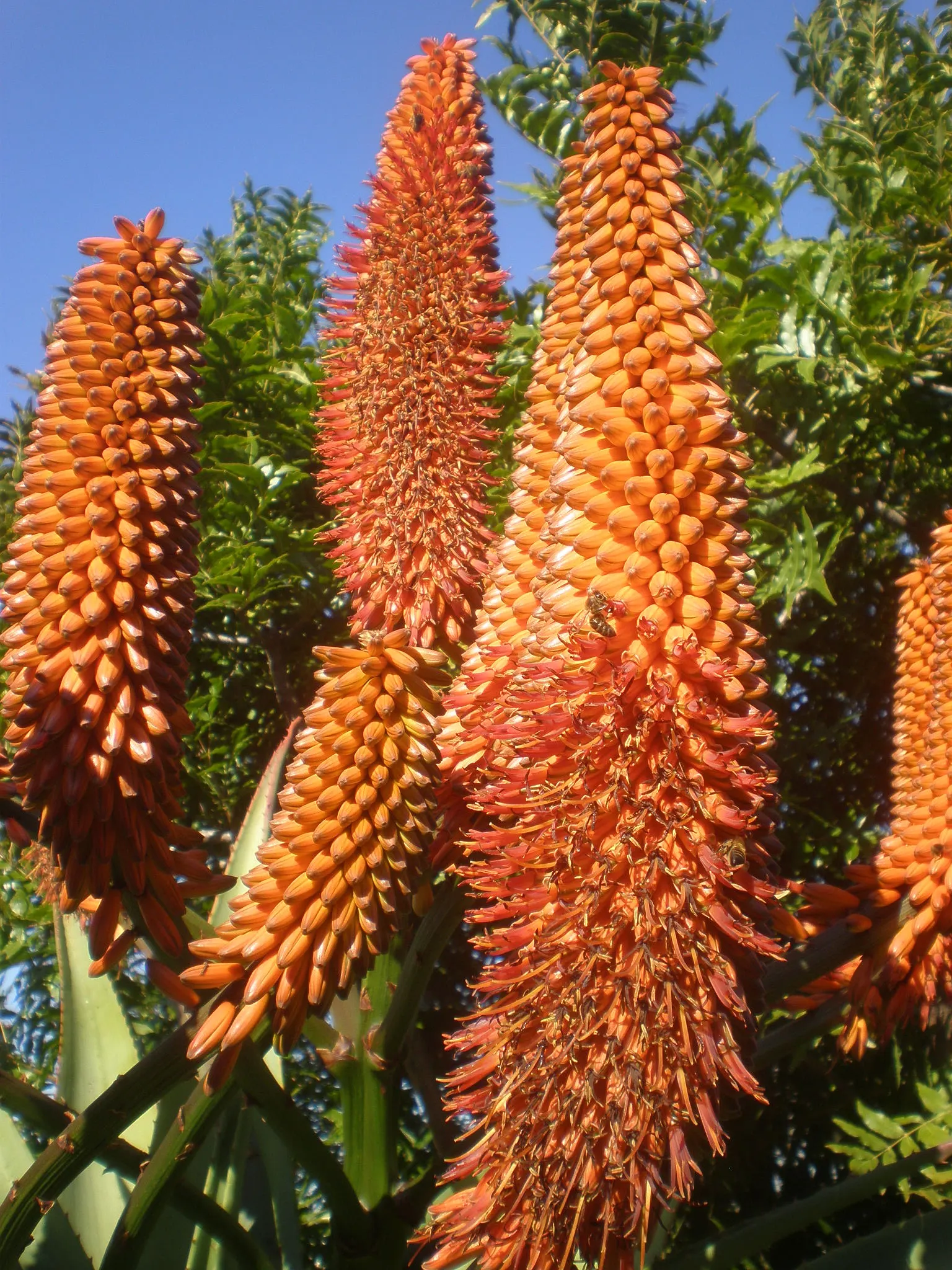 Coast Aloe (Aloe Thraskii) — succulent with multi-colored and orange and yellow blooms