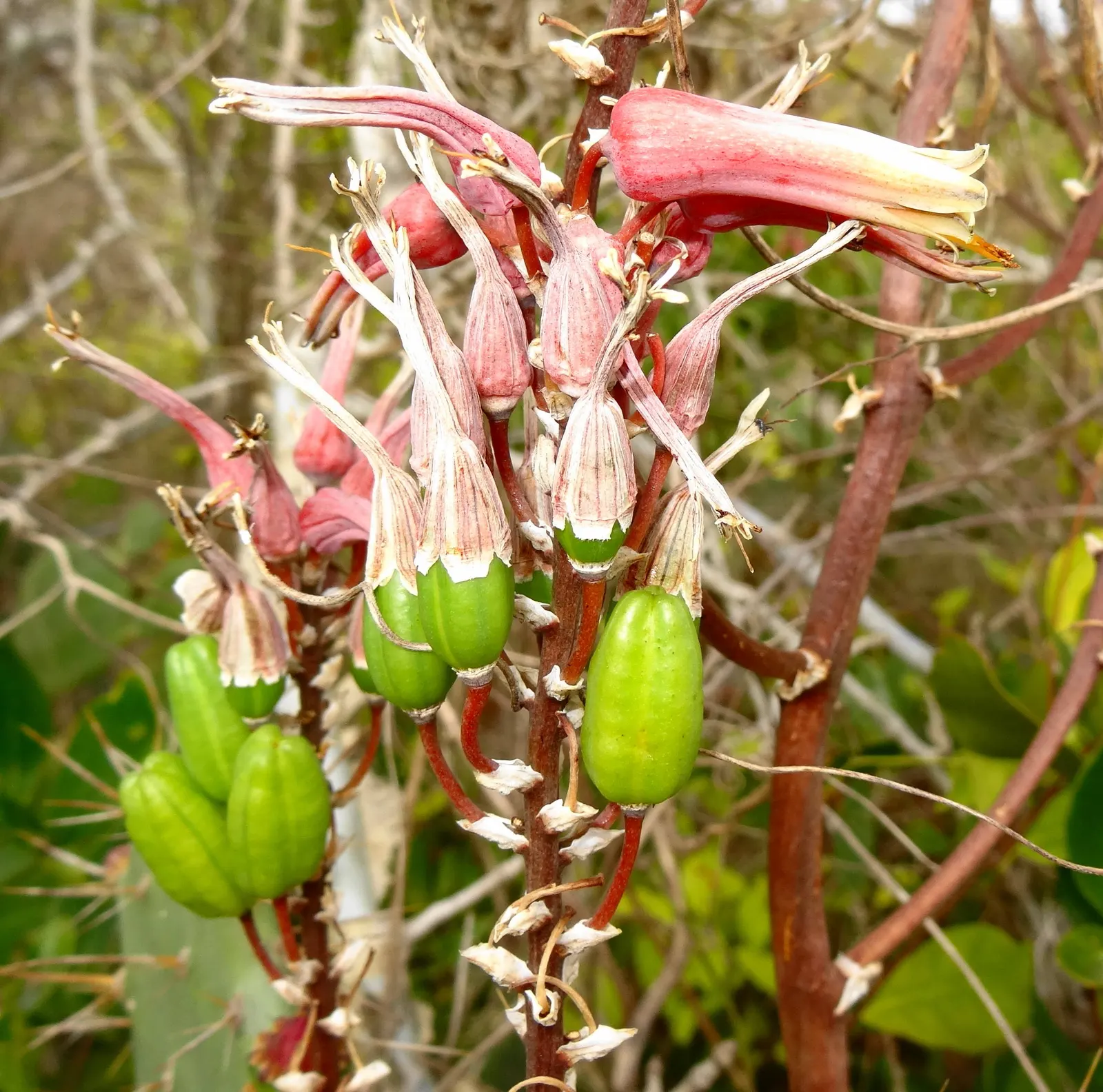 Coast Aloe (Aloe Thraskii) — Ideally spaced 6-8 feet apart, it serves as an architectural focal point in water-wise gardens; renowned for its, image 55
