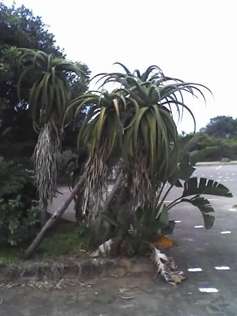 Coast Aloe (Aloe Thraskii) — adhering to the principles of xeriscaping; ideally spaced 6-8 feet apart, it serves as an architectural focal point in, image 69