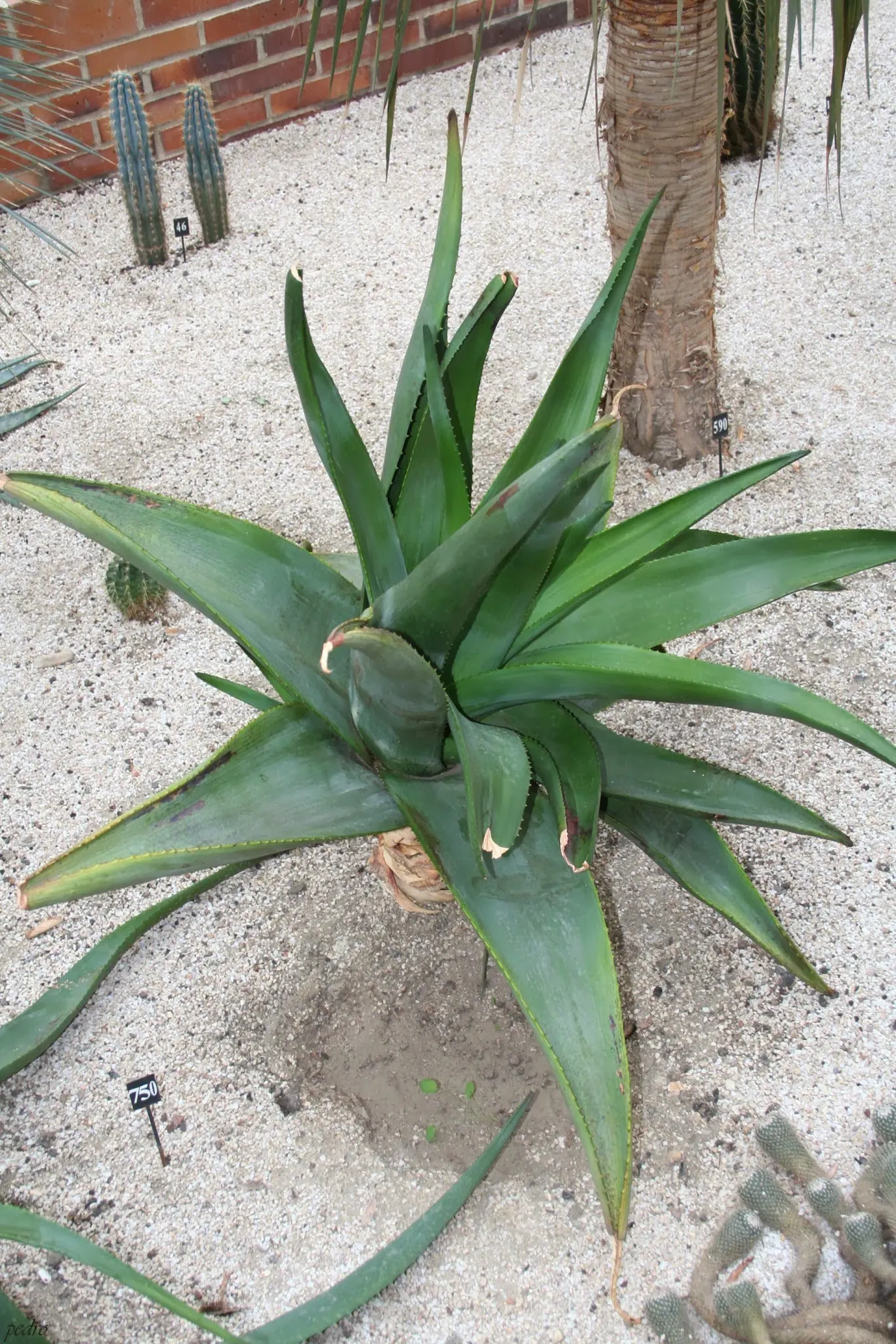 Coast Aloe (Aloe Thraskii) — upright leaves that can span up to 4 feet in length; a rich green with a tinge of blue, image 59