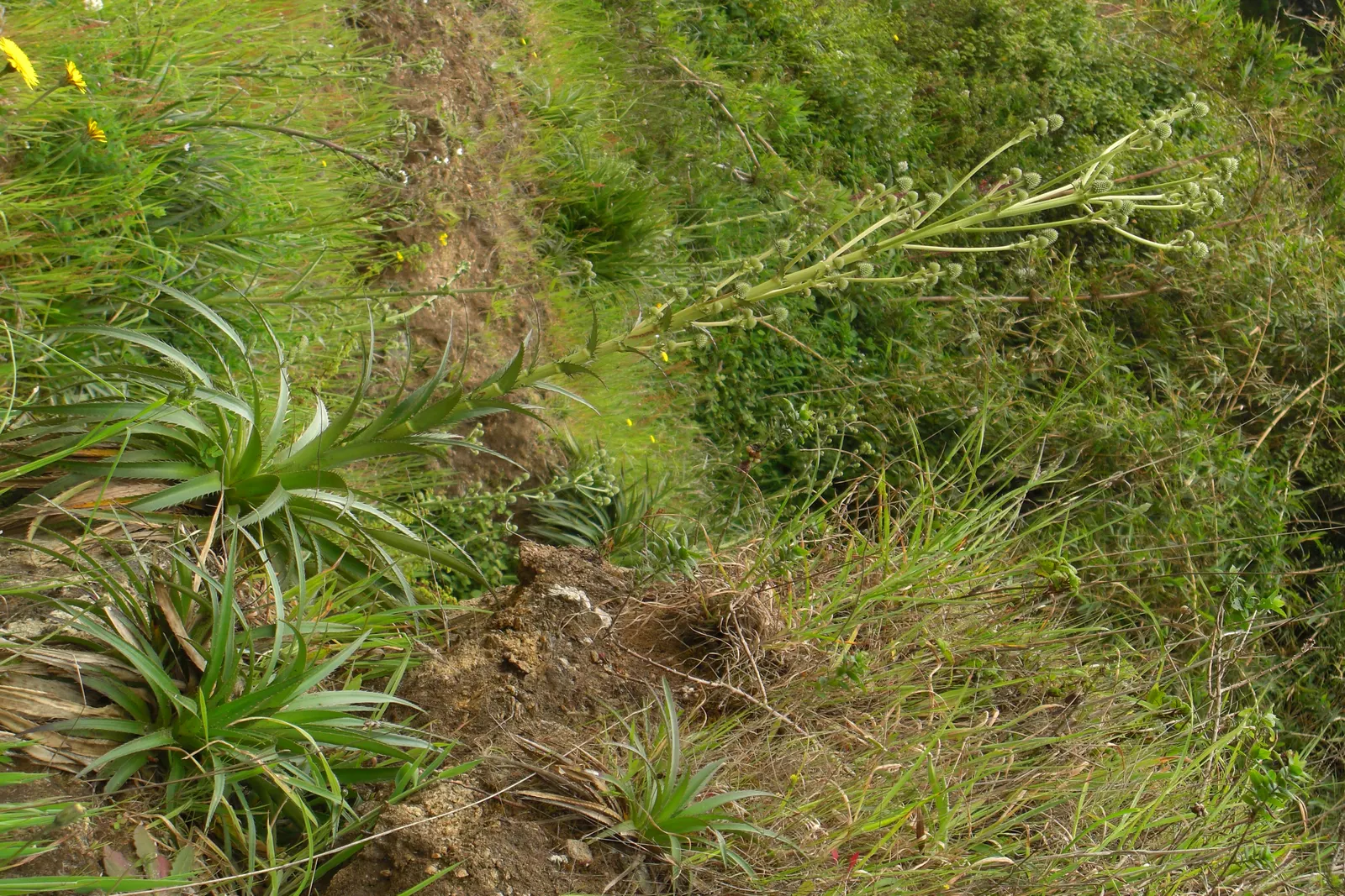 Coast Aloe (Aloe Thraskii) — adhering to the principles of xeriscaping
