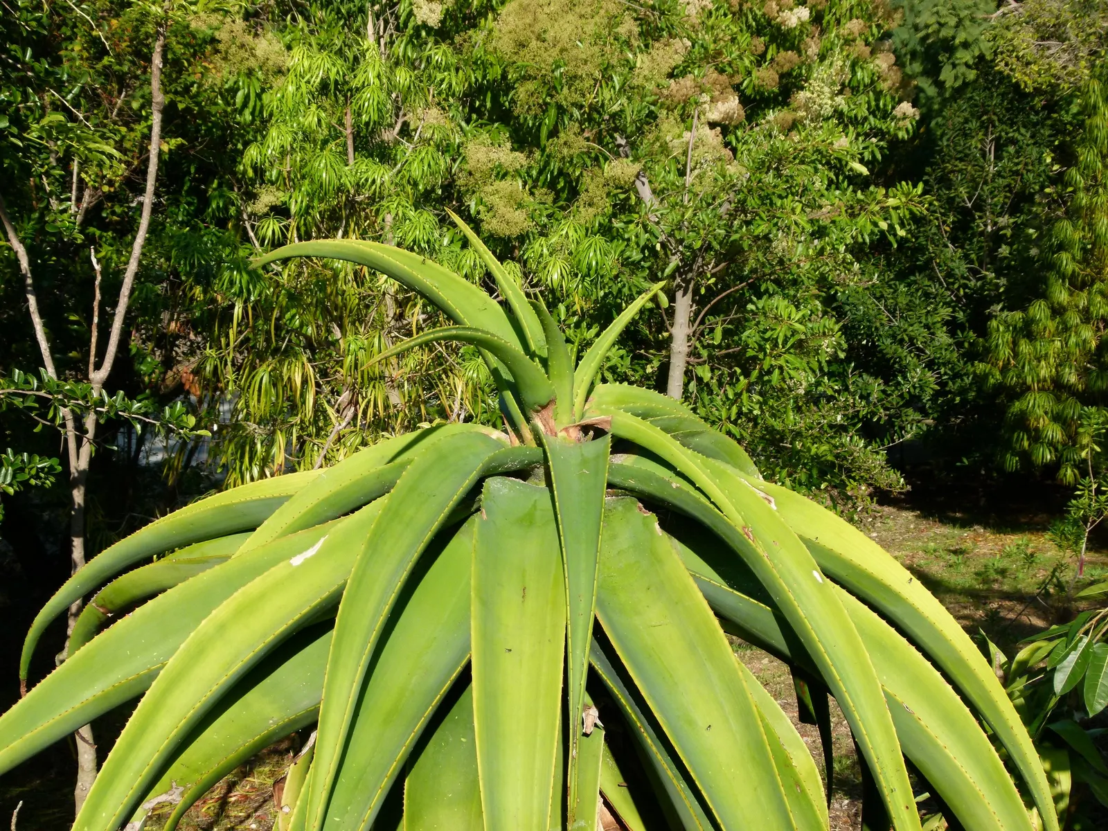 Coast Aloe (Aloe Thraskii) — is an imposing succulent native to the coastal dunes of South Africa; attracting a host of pollinators such as bees and, image 56