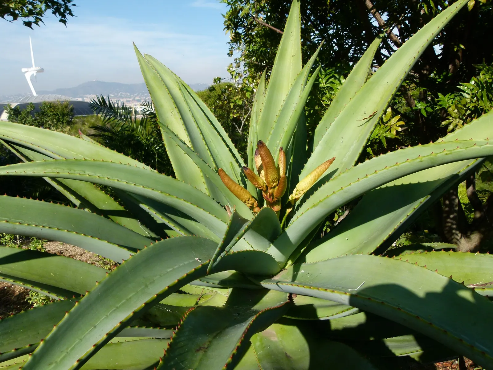 Coast Aloe (Aloe Thraskii) — multi-colored and orange and yellow flowers in the garden; this striking plant can reach a mature height of 6 to 10 feet with