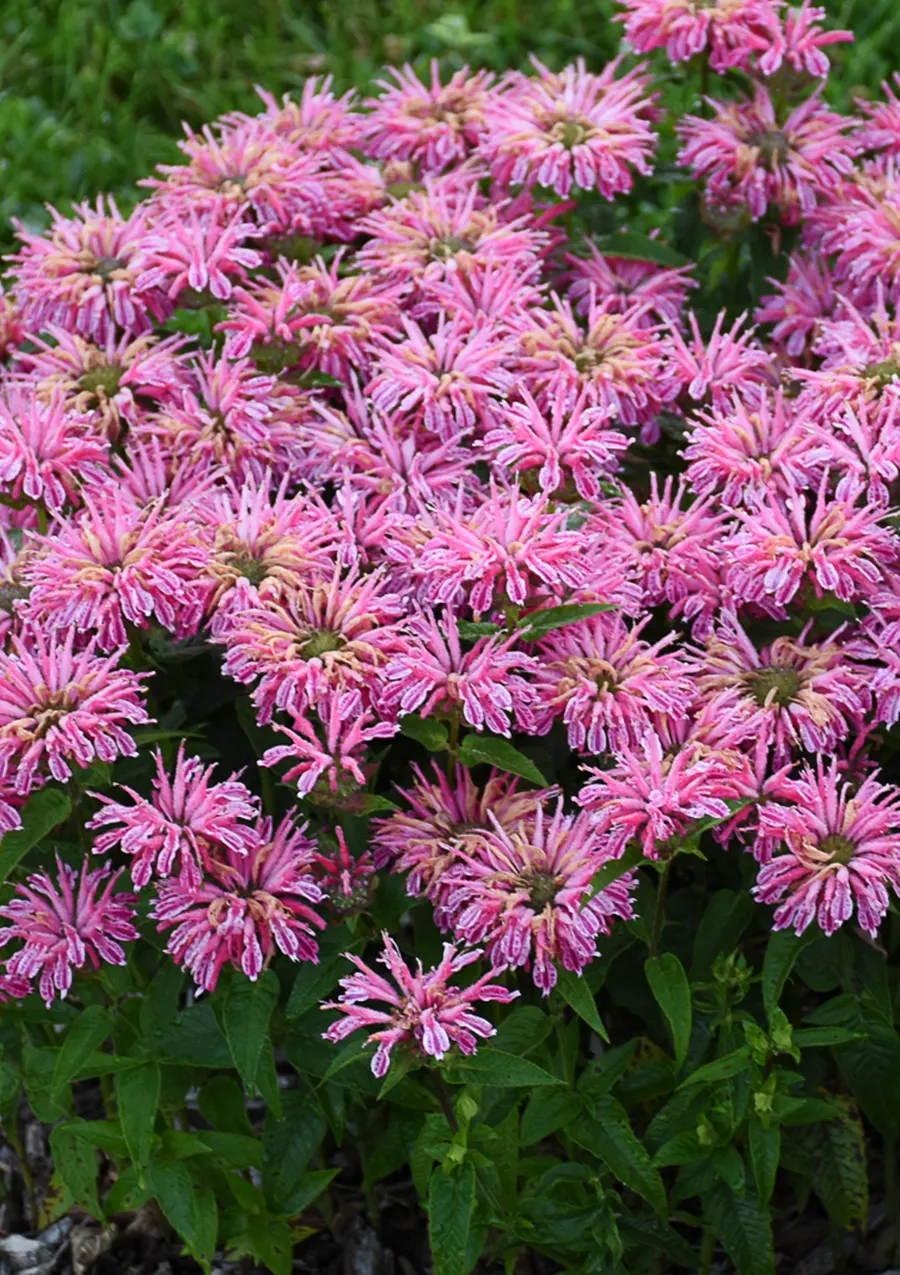 'Leading Lady Pink' Bee Balm (Monarda hybrid) — It matures 10-14 inches tall and spreads 22-28 inches in tidy clumps